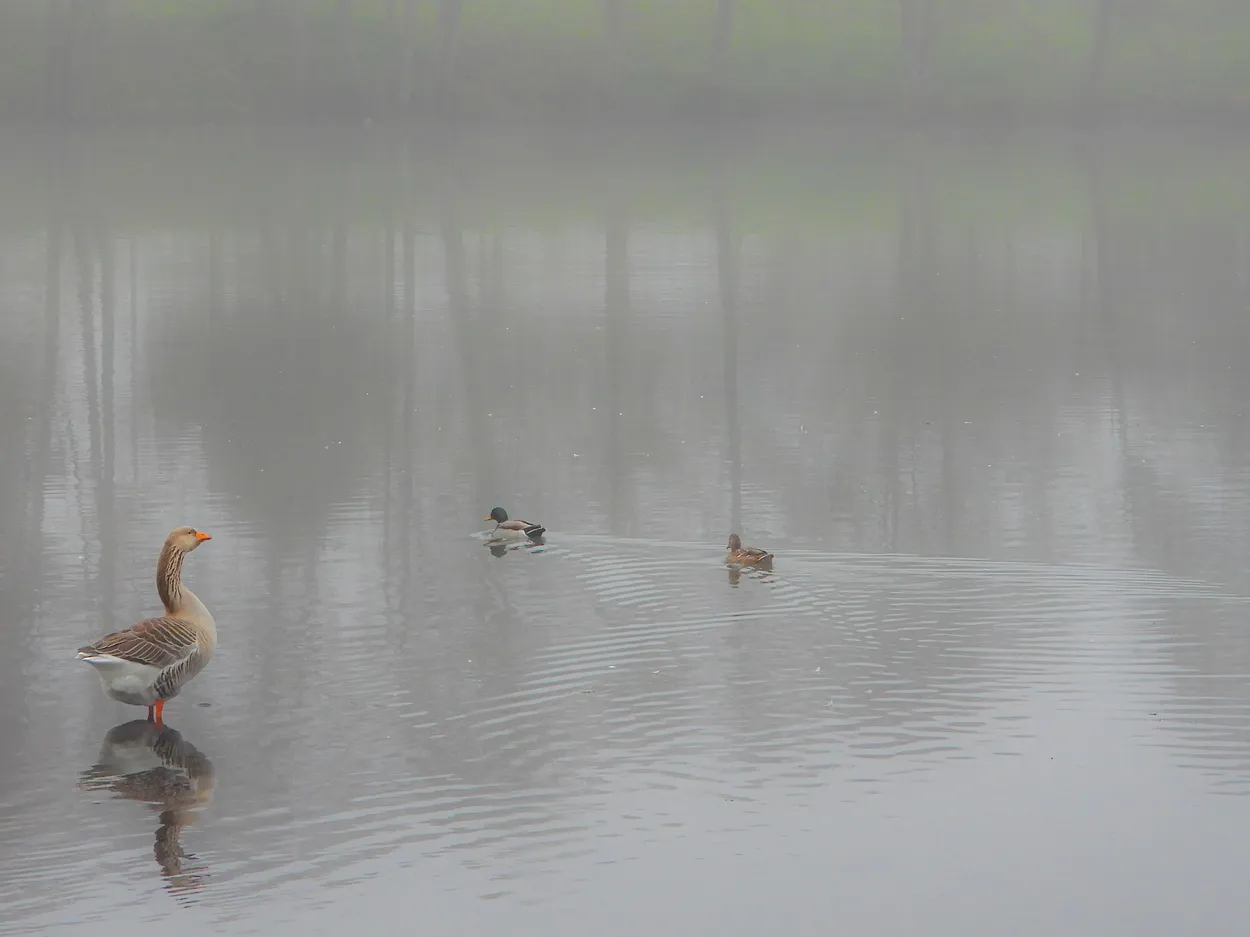 Entry 12600800