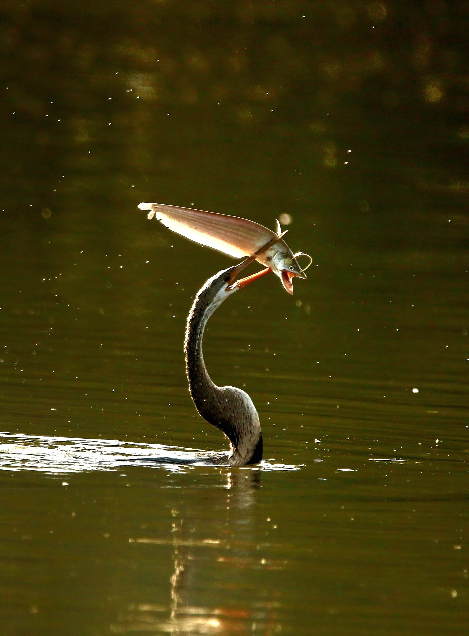 Hungry bird
