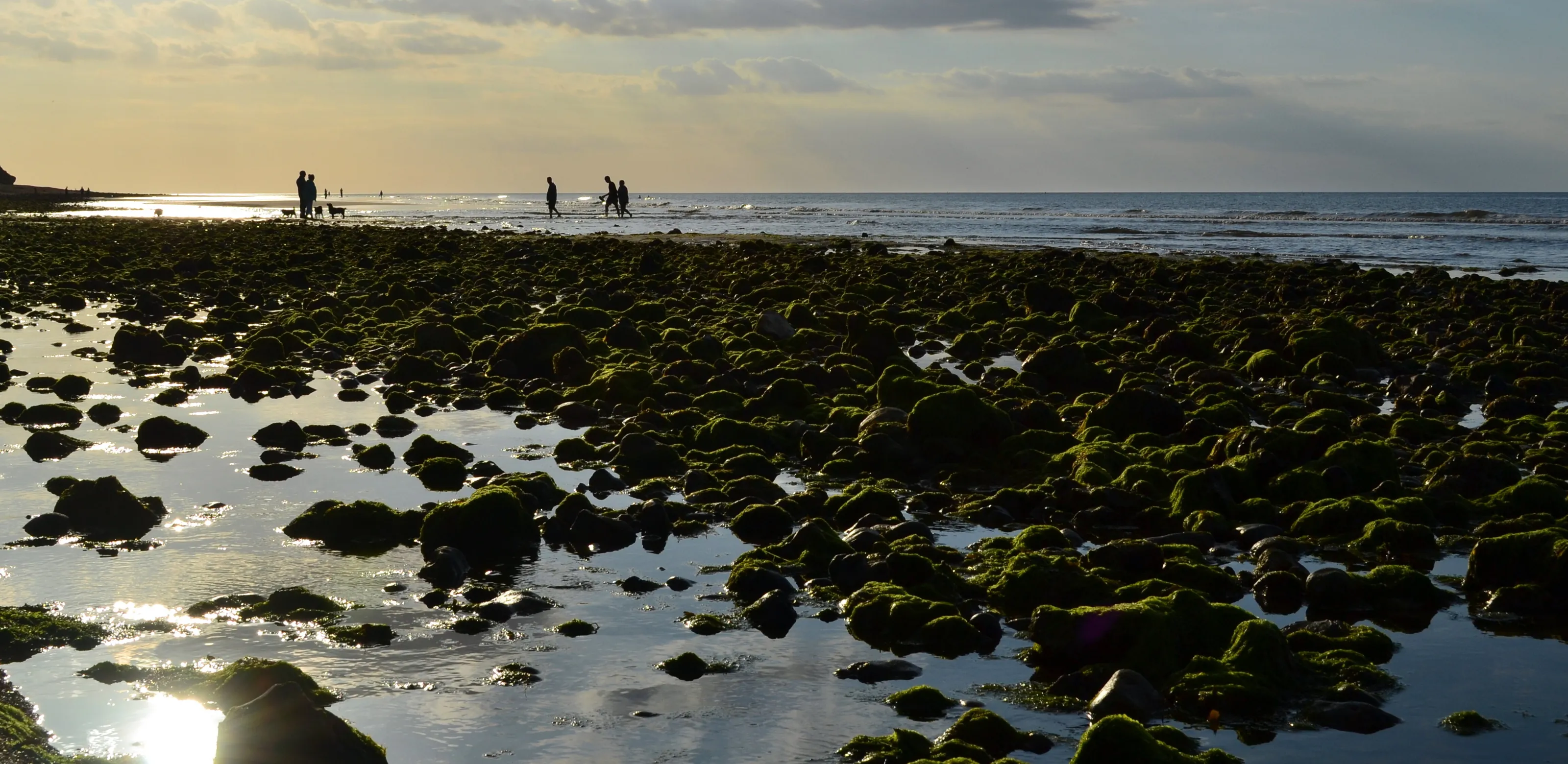 Rocky Shores