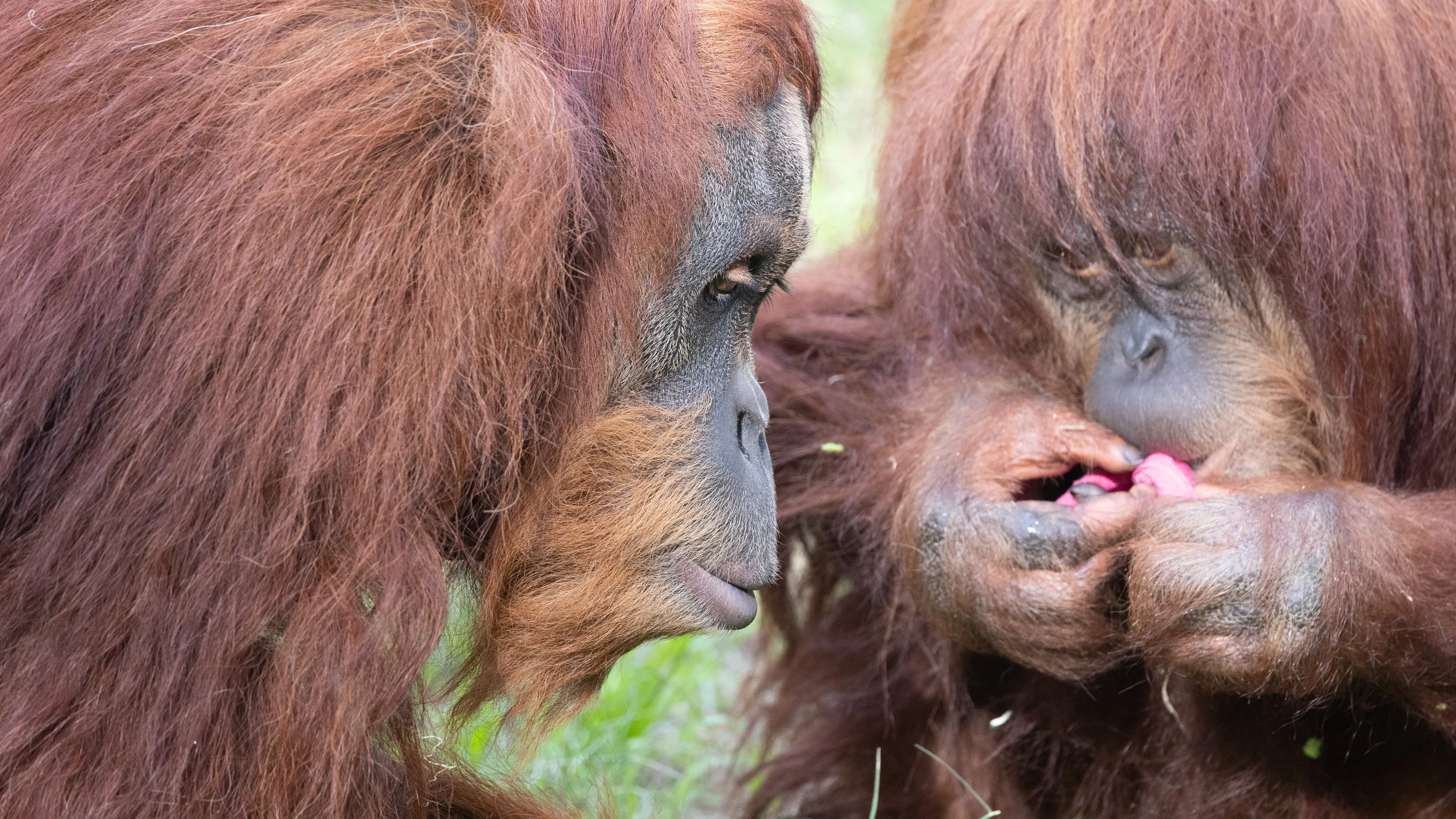 Orangutans in the Ramat Gan Safari