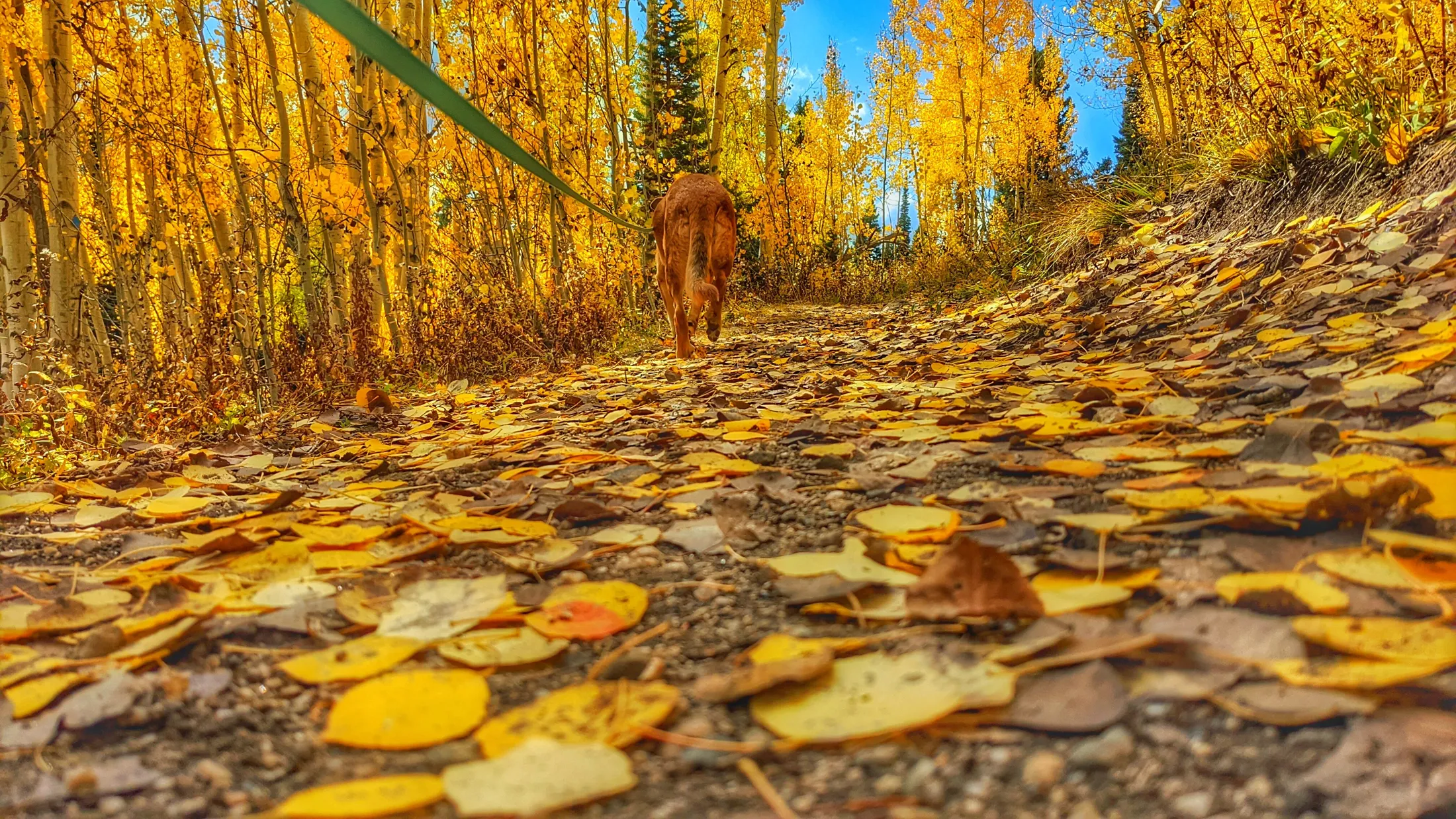 A Walk of Fallen Soilders