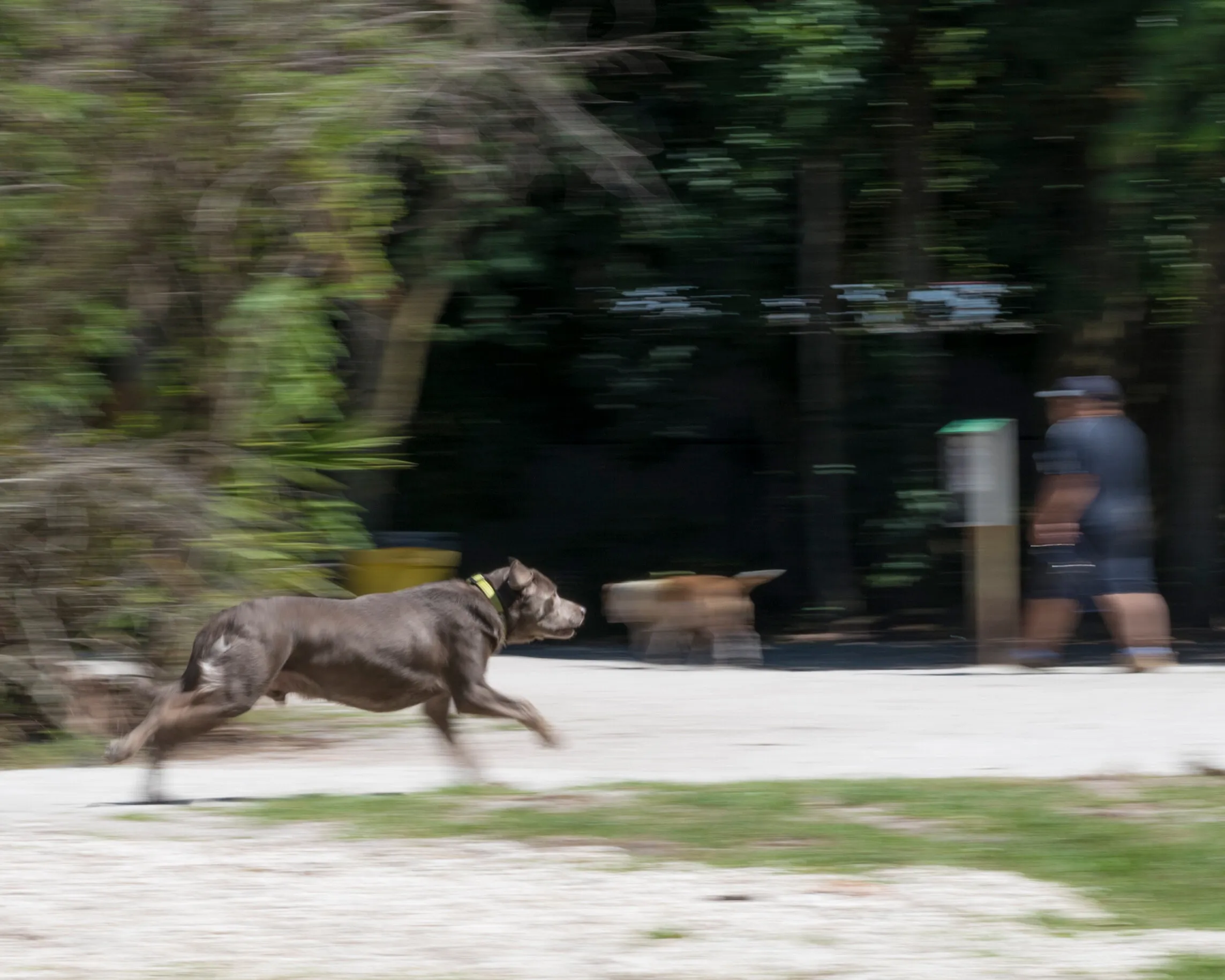Silver Labrador Running