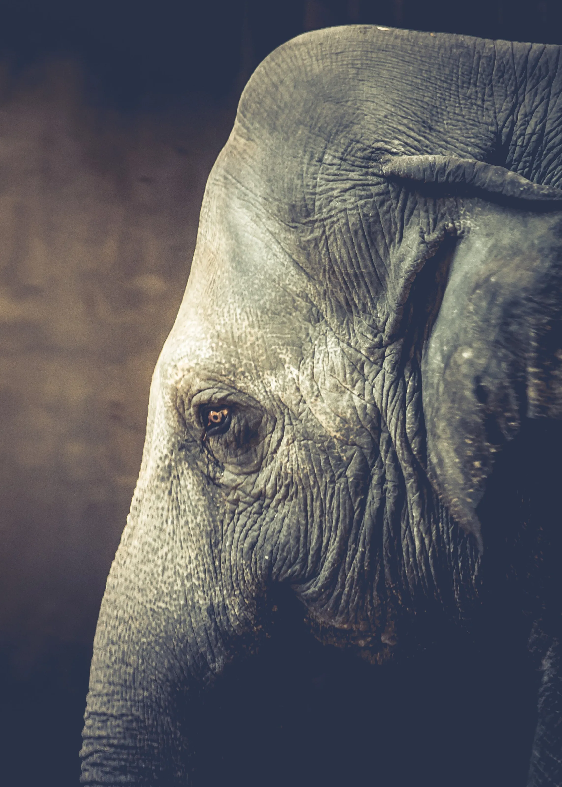 Portrait of the Pachyderm