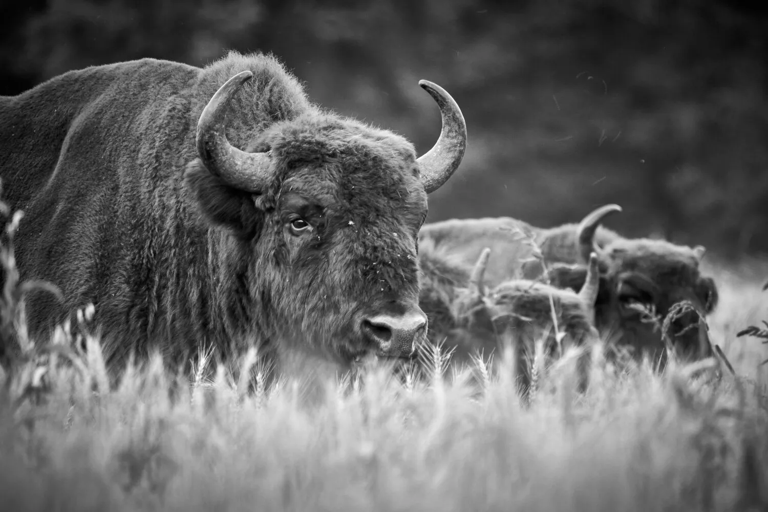 Bison bonasus