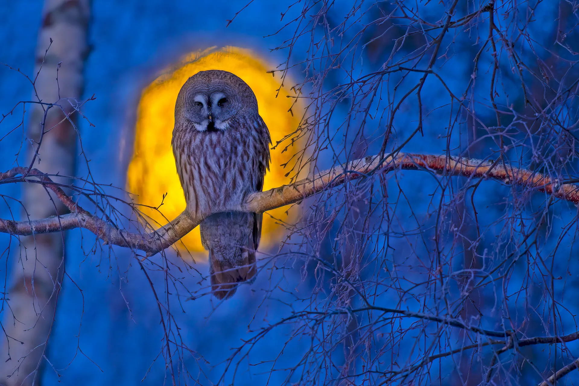 The Big Owl and Full Moon
