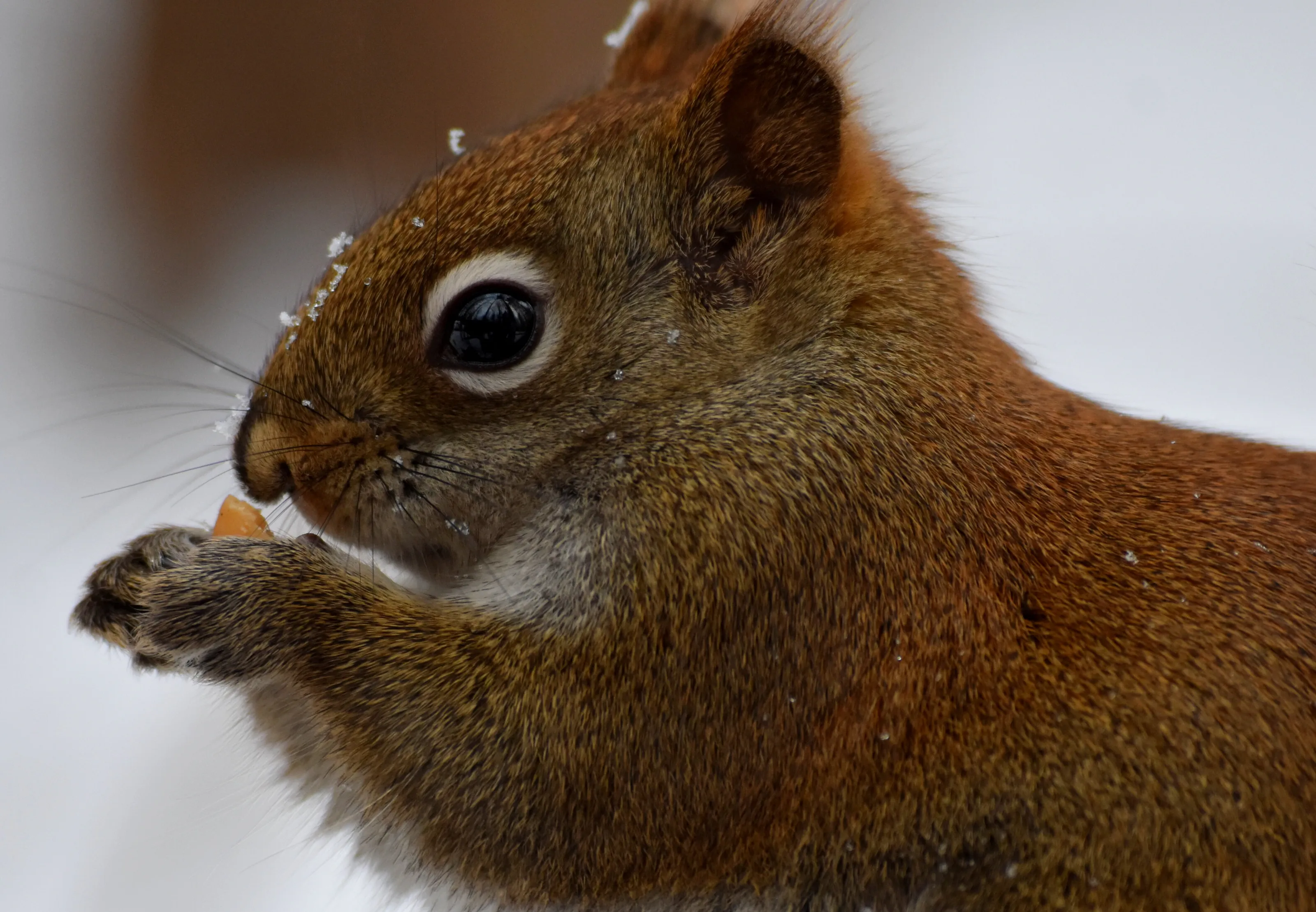 Red squirrel eating a snack