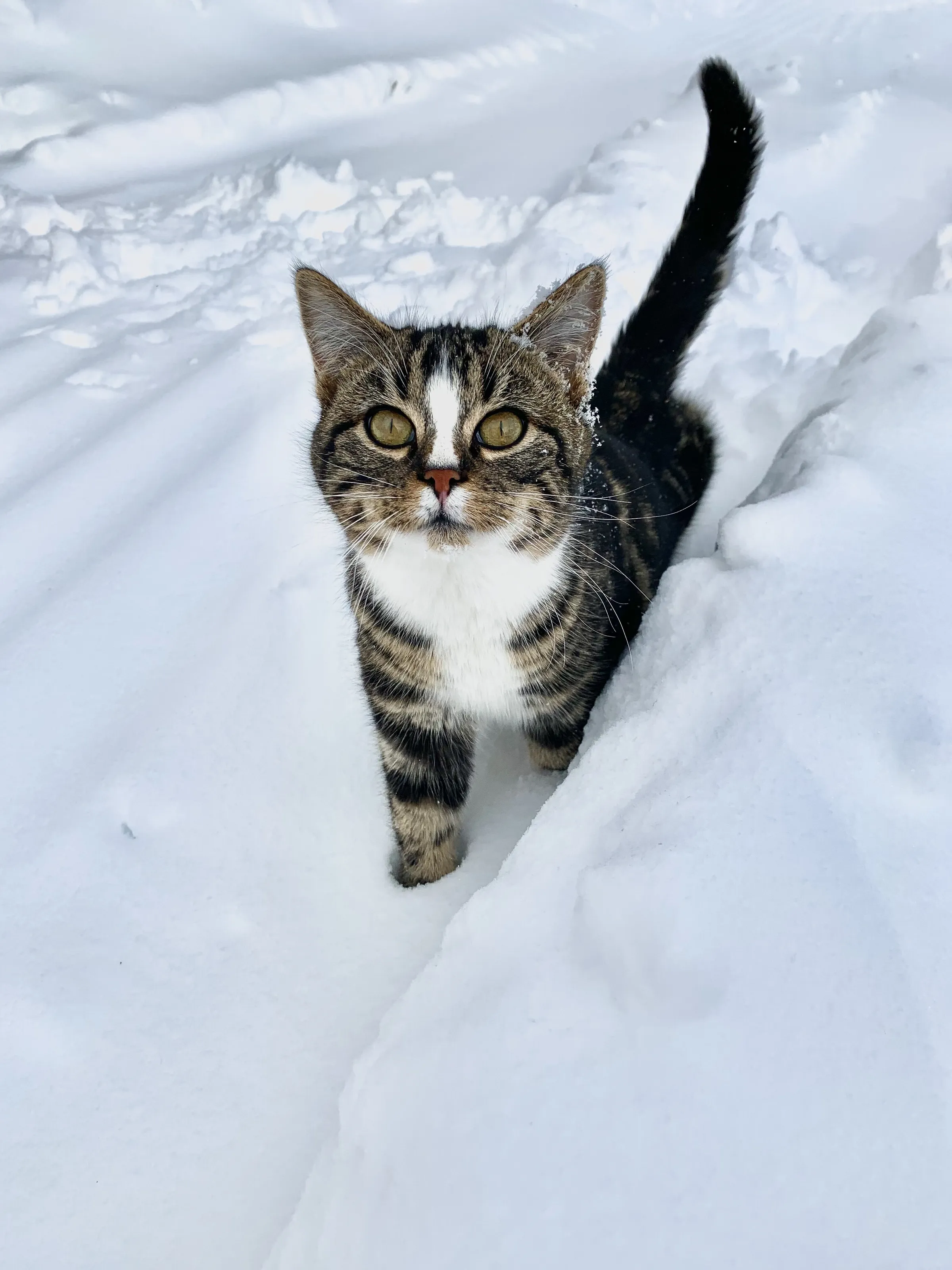 Winter Eyes