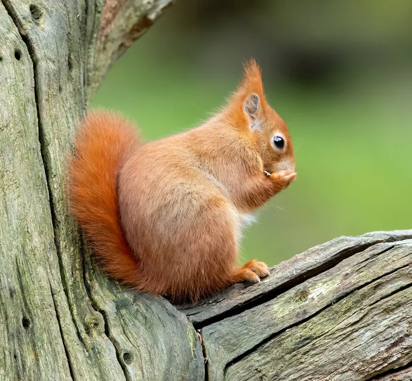 Red squirrel