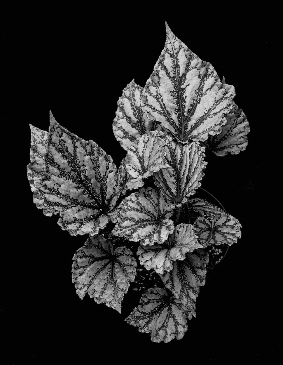 Entry 11890150