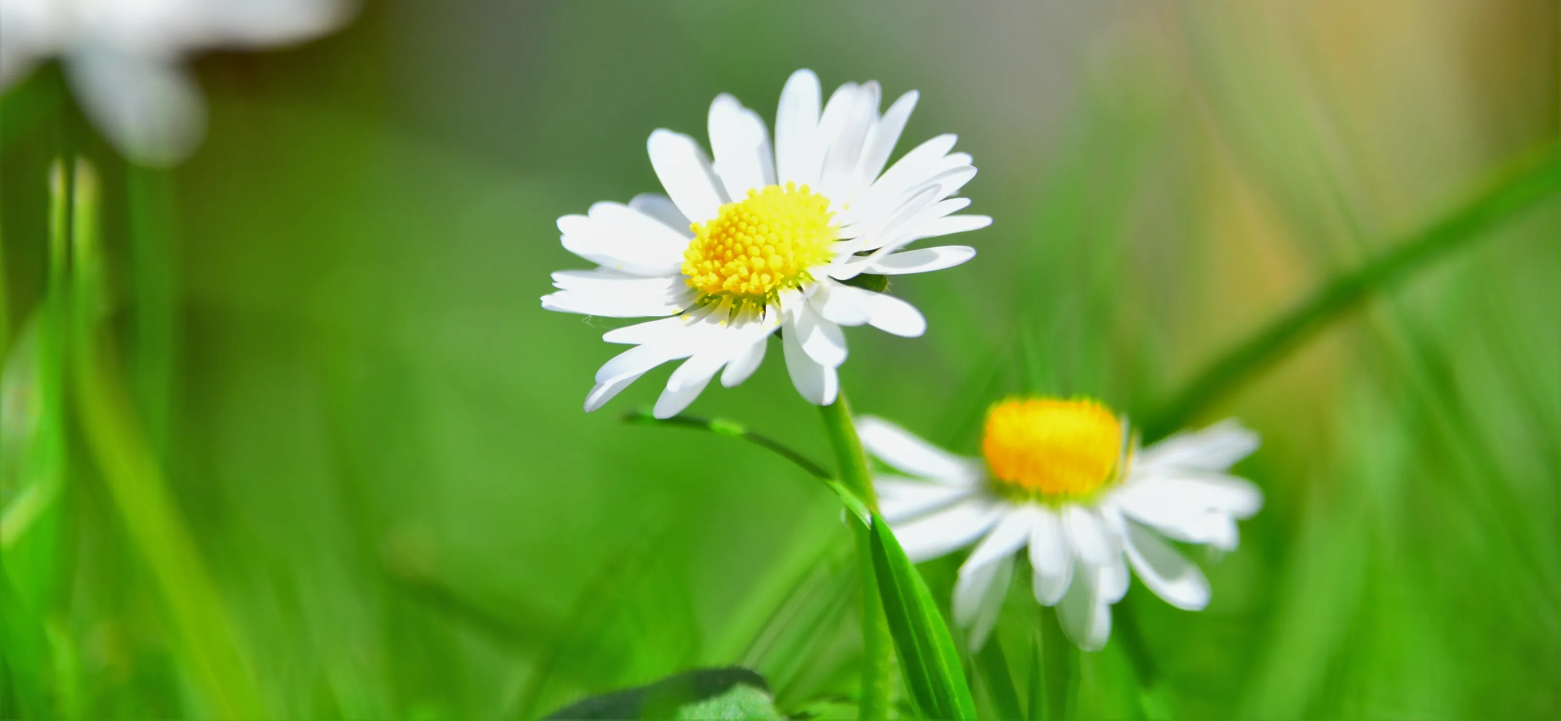 Daisy
