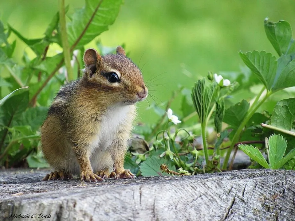 Curious Chipmunk