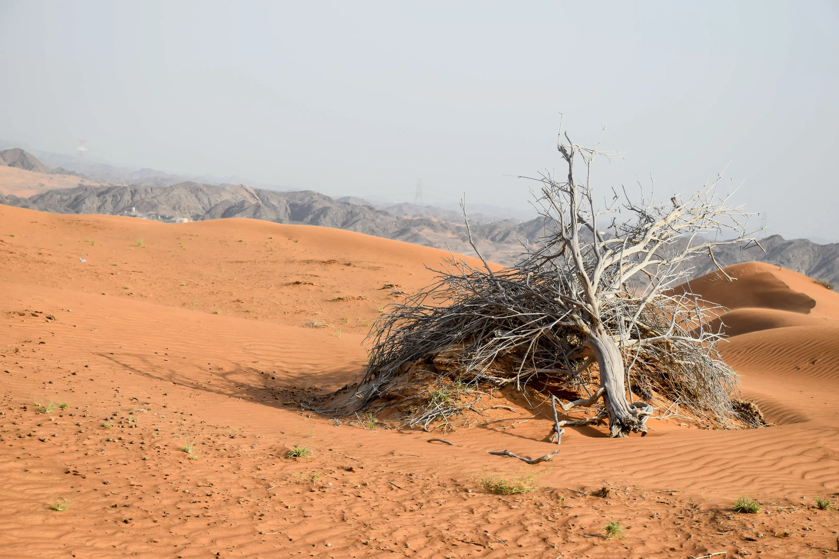 Desert Scape