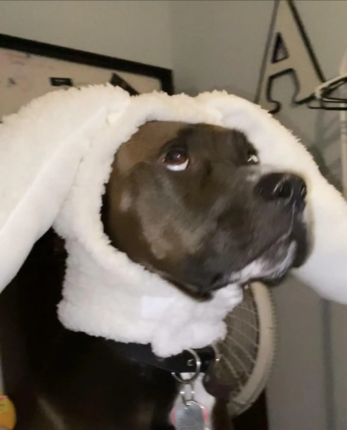 Oh mom, not the bunny ears again!