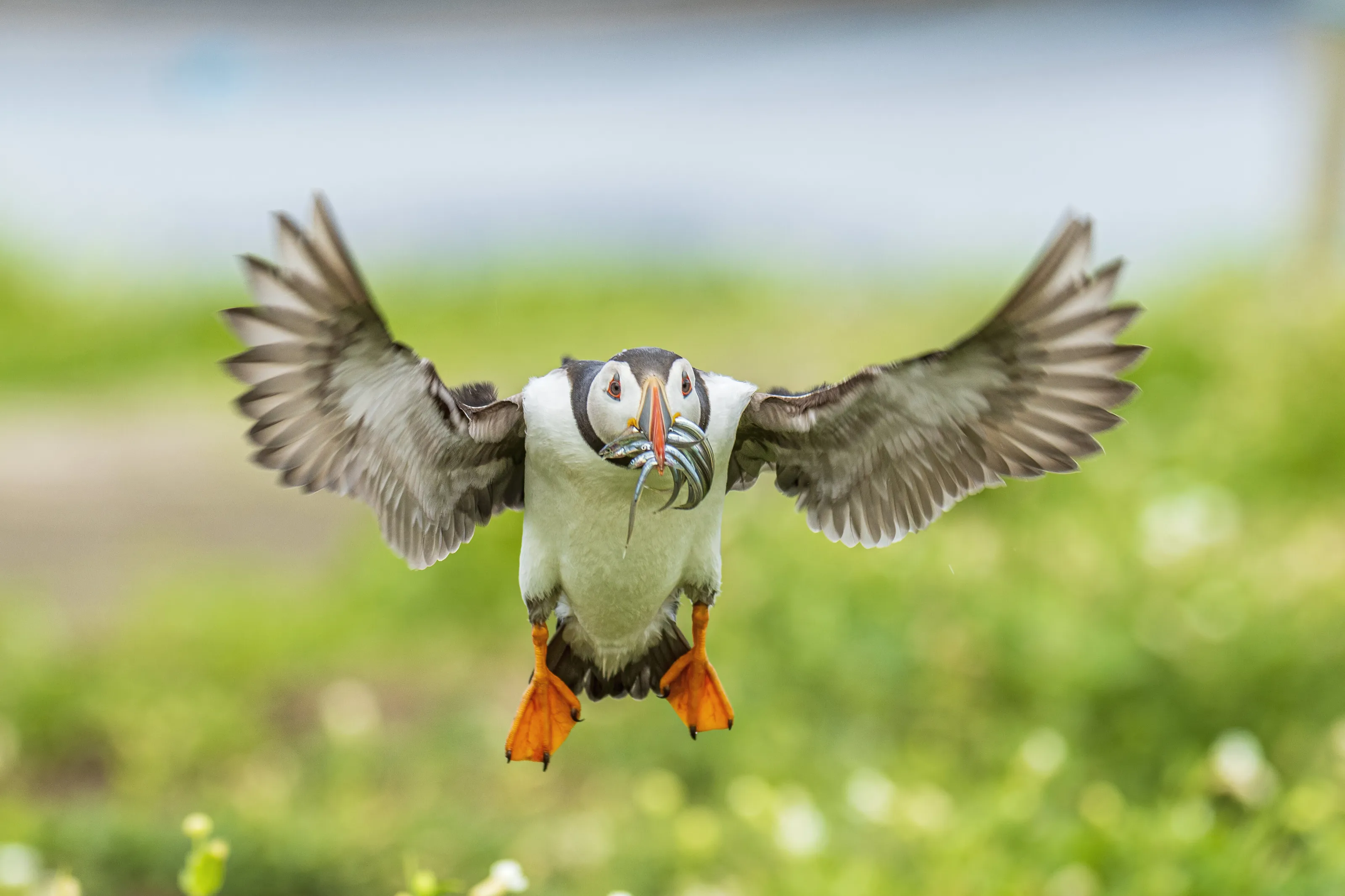 Incoming puffin