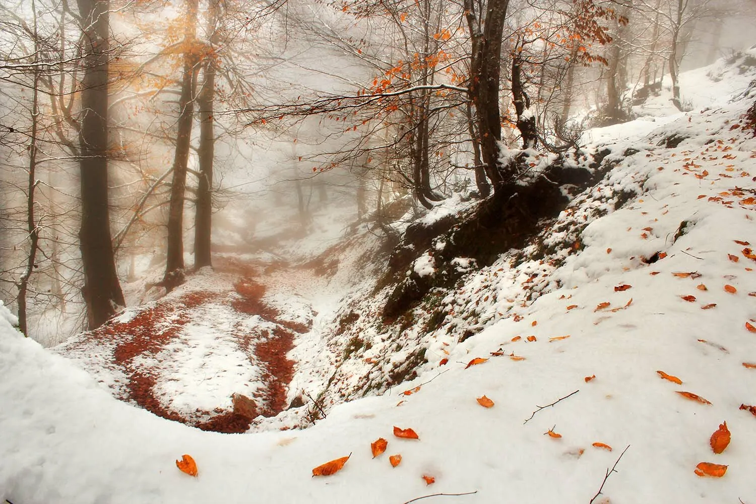 Orange winter