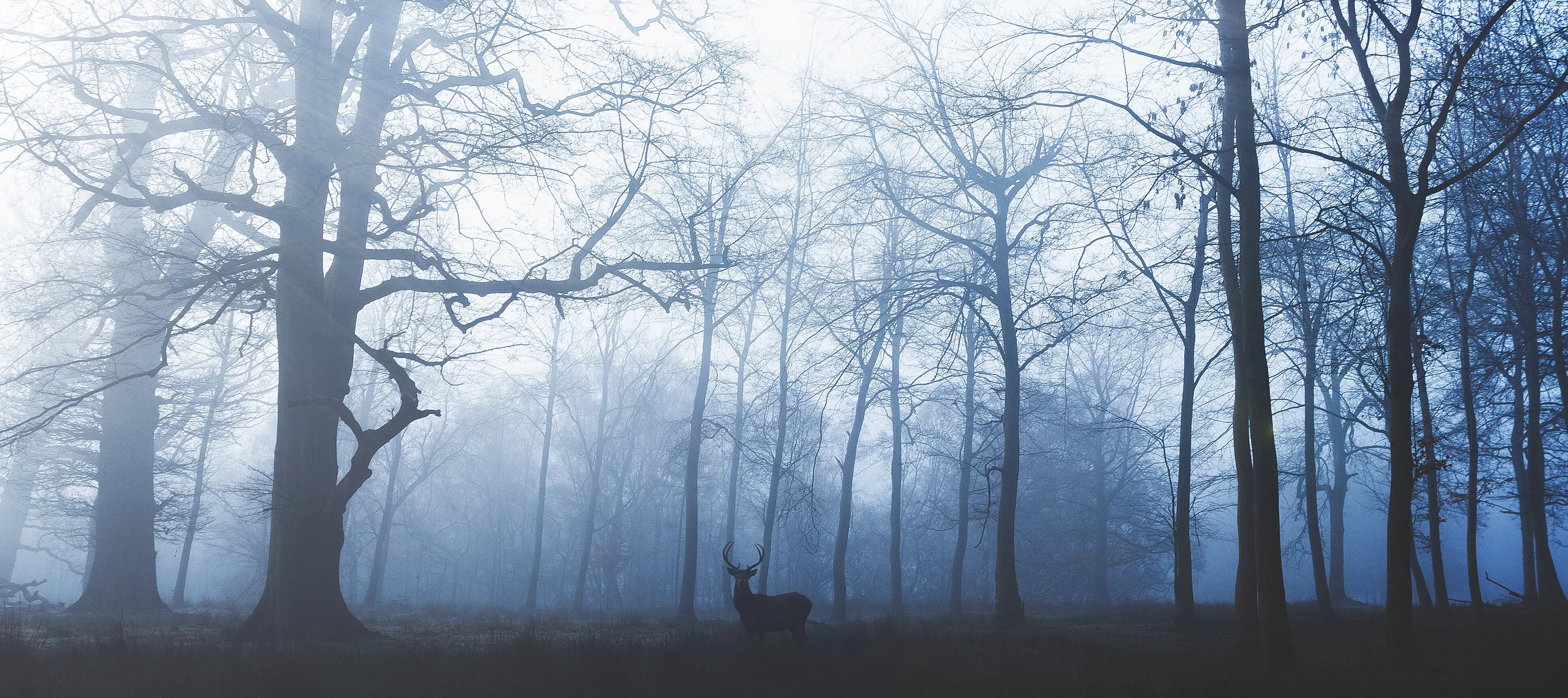 Deer In The Mist