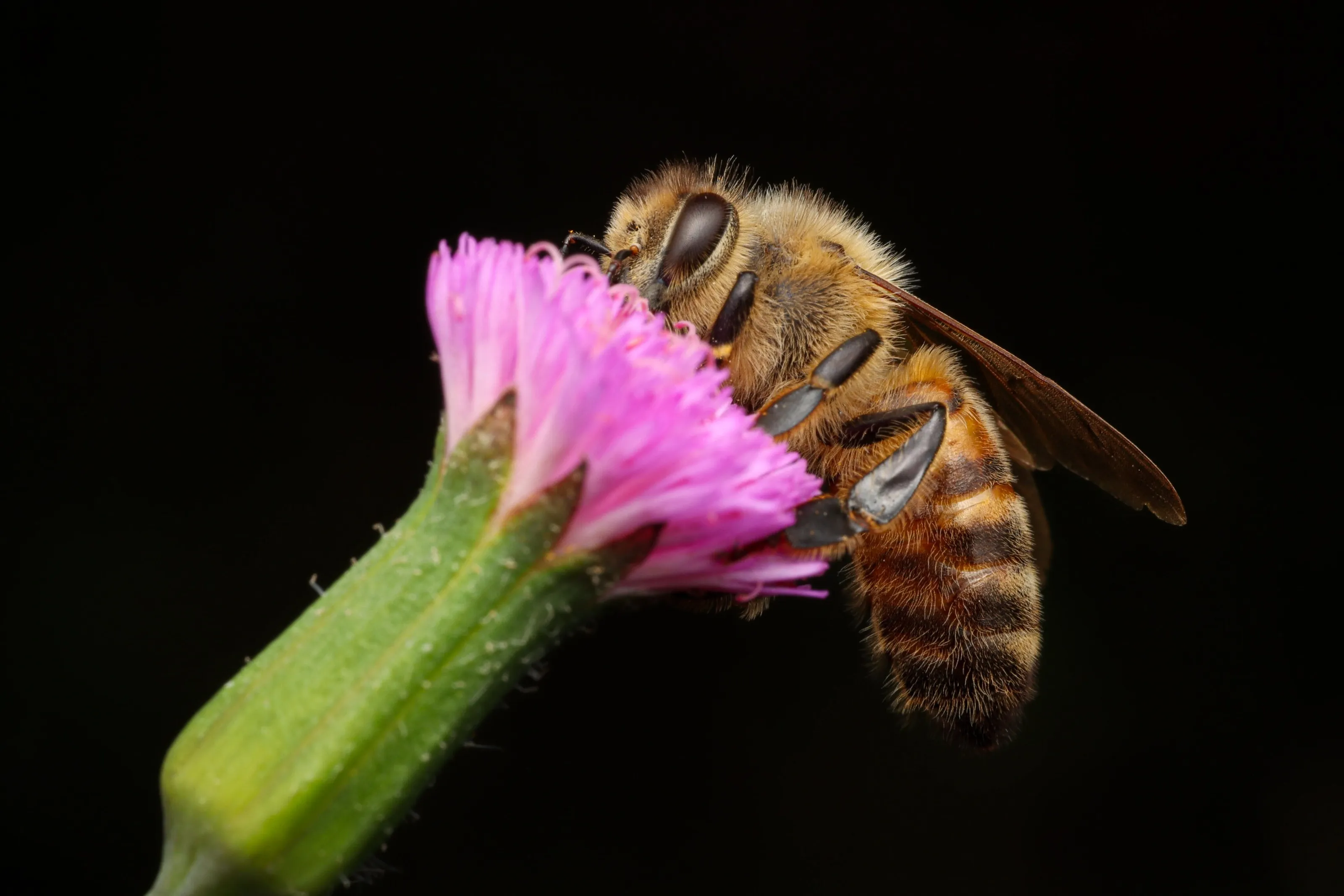 Honey Bee