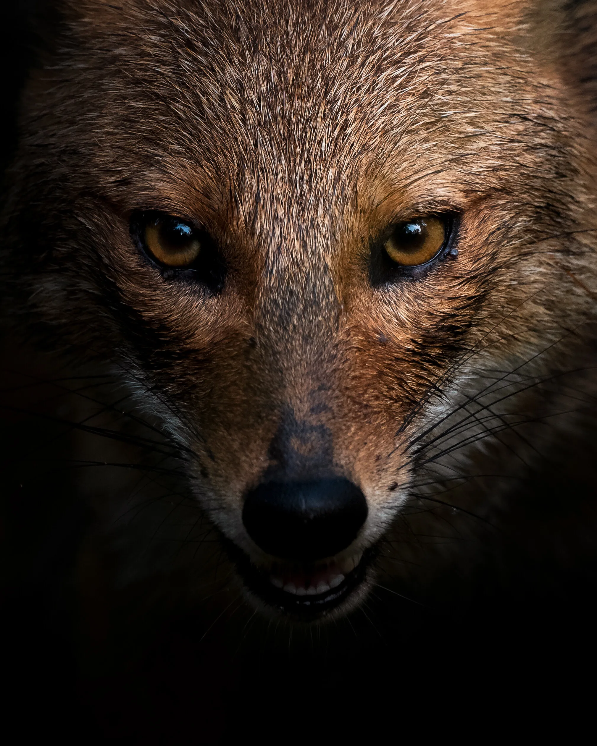 Eye to eye