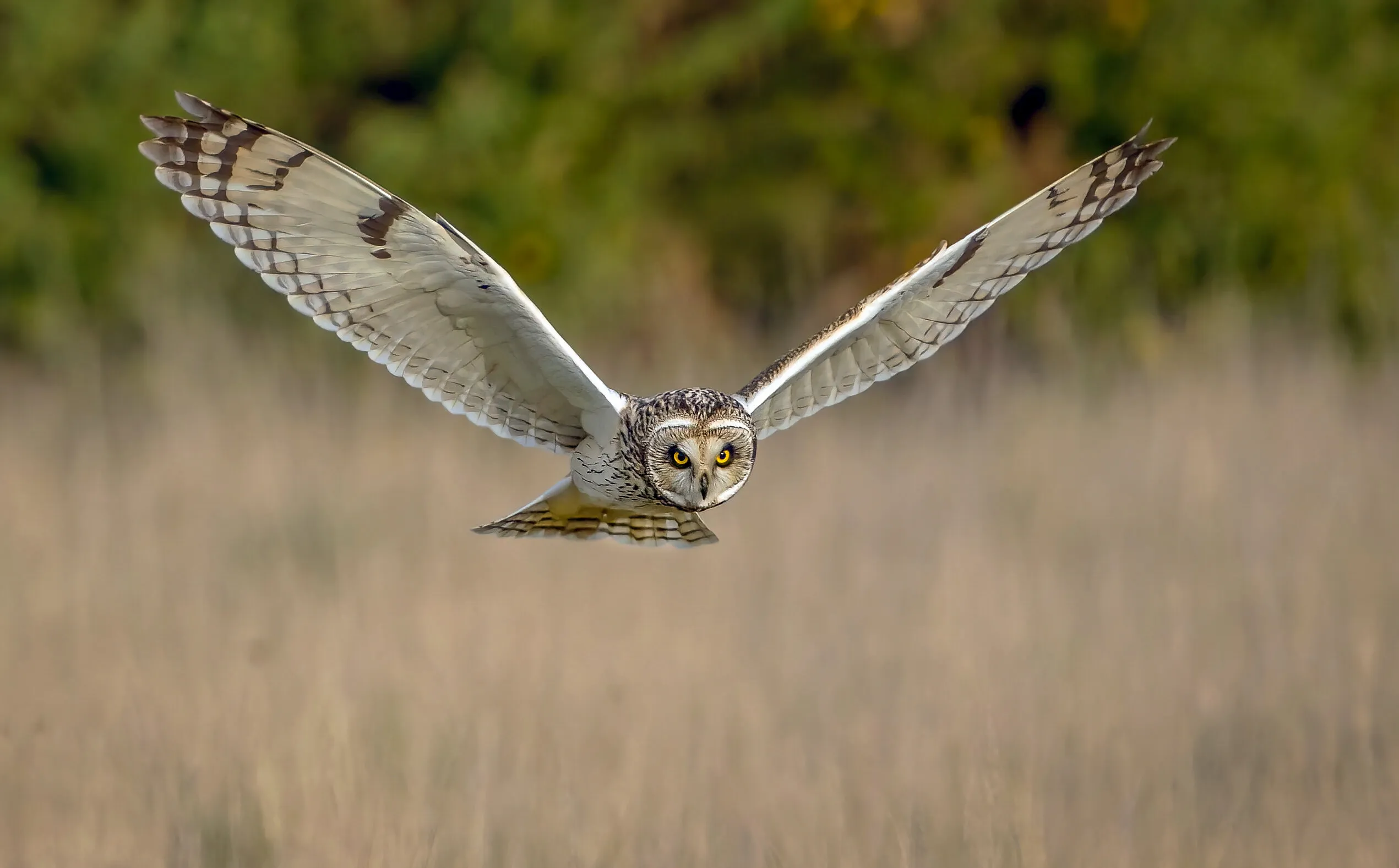 Short Eared Owl, hunting