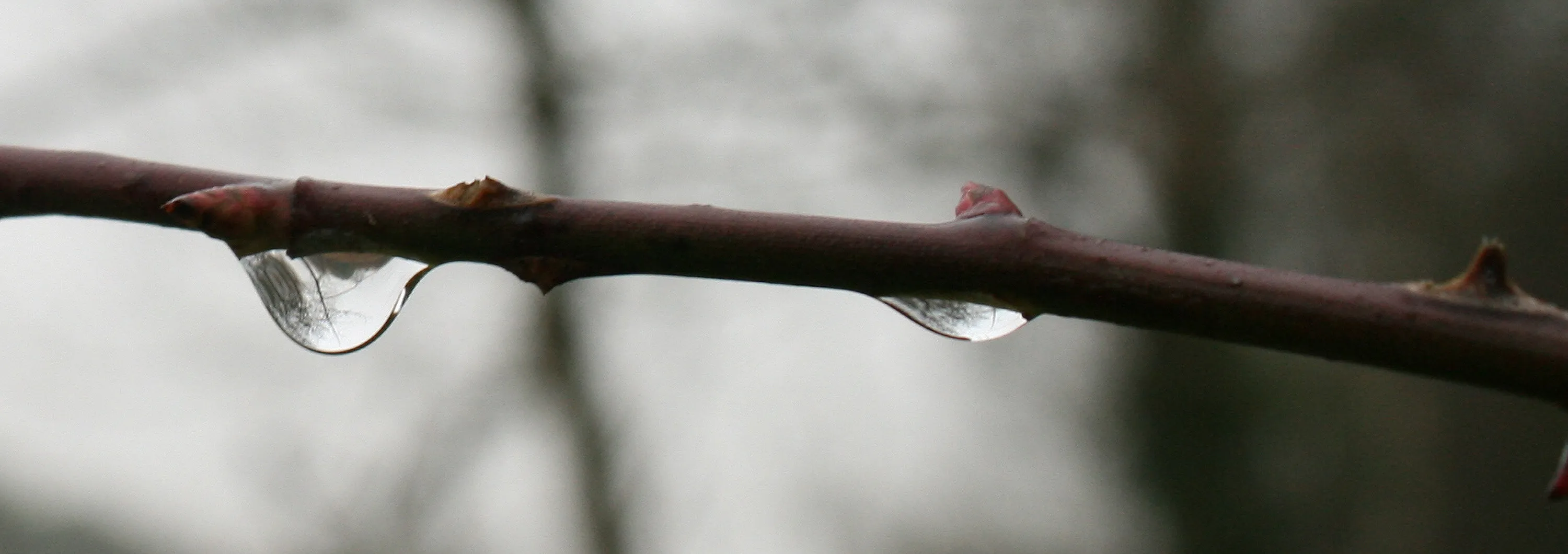 Tree Drop