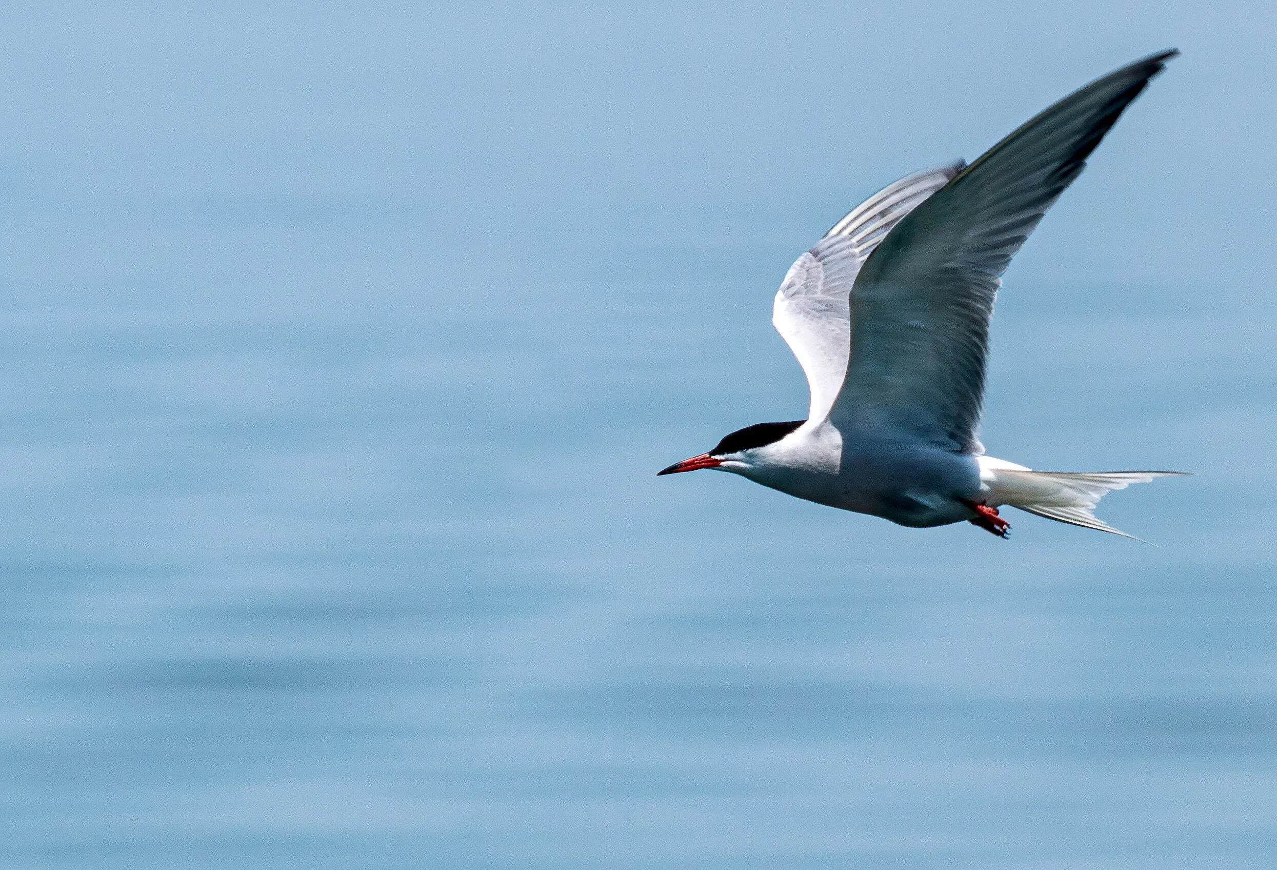 Tern in Flight