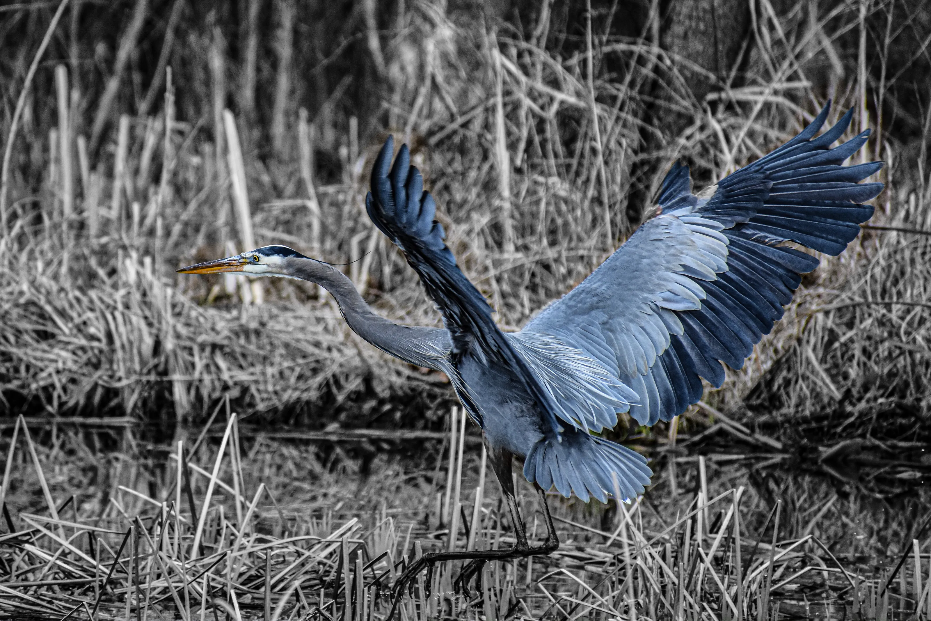 Blue Heron in flight