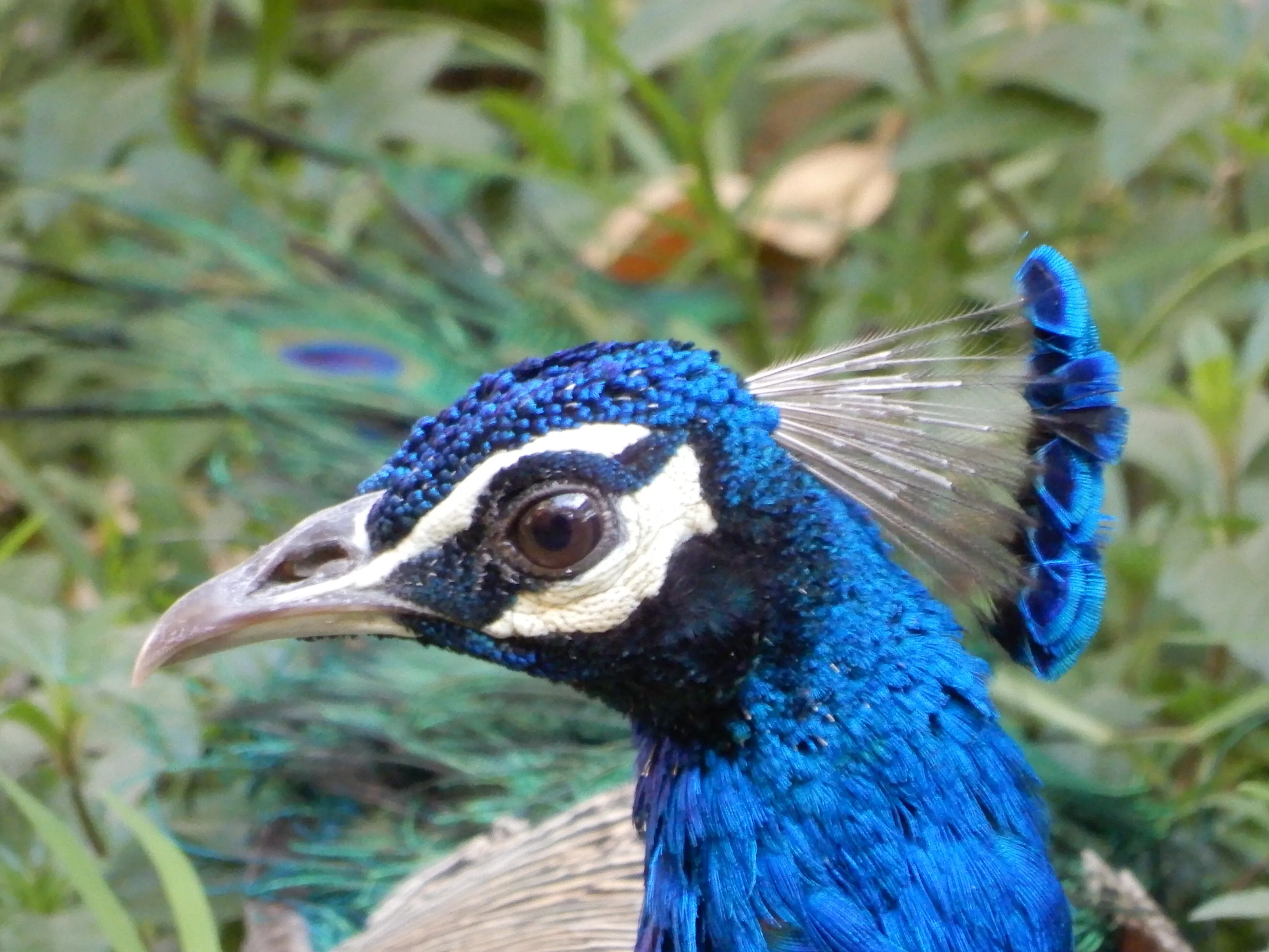 Peacock