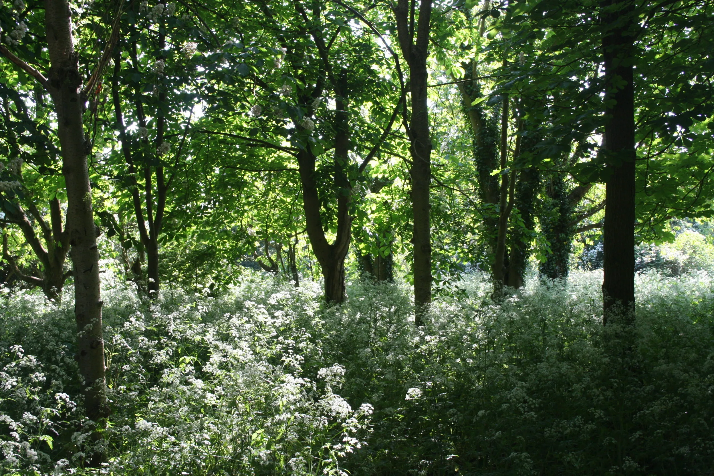 Beautiful, delicate woods