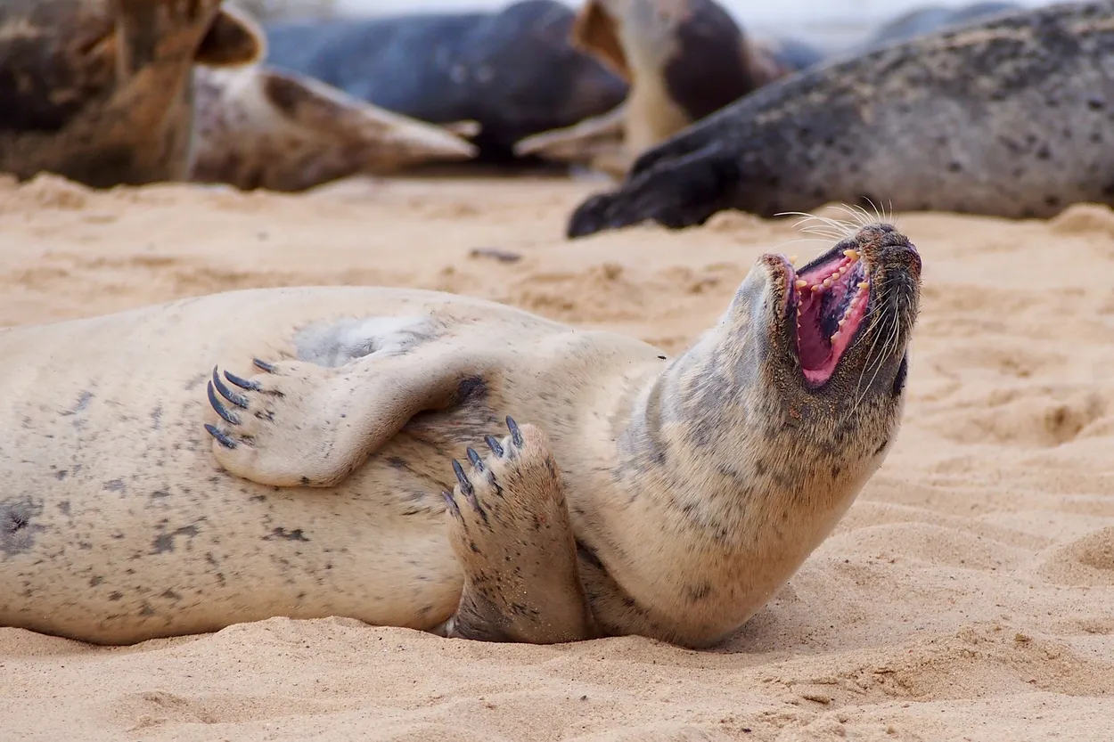 Entry 628963