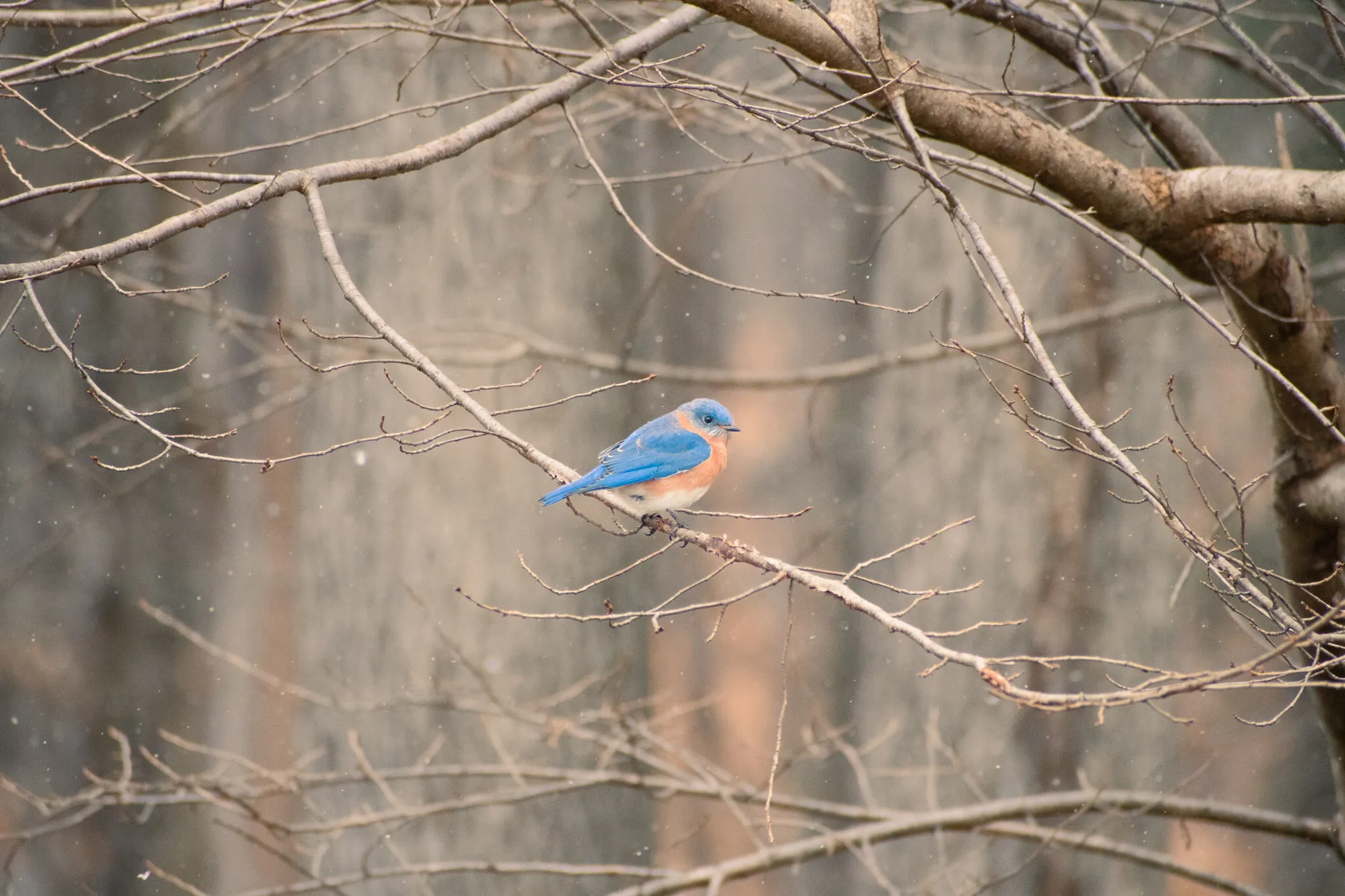 Blue Bird