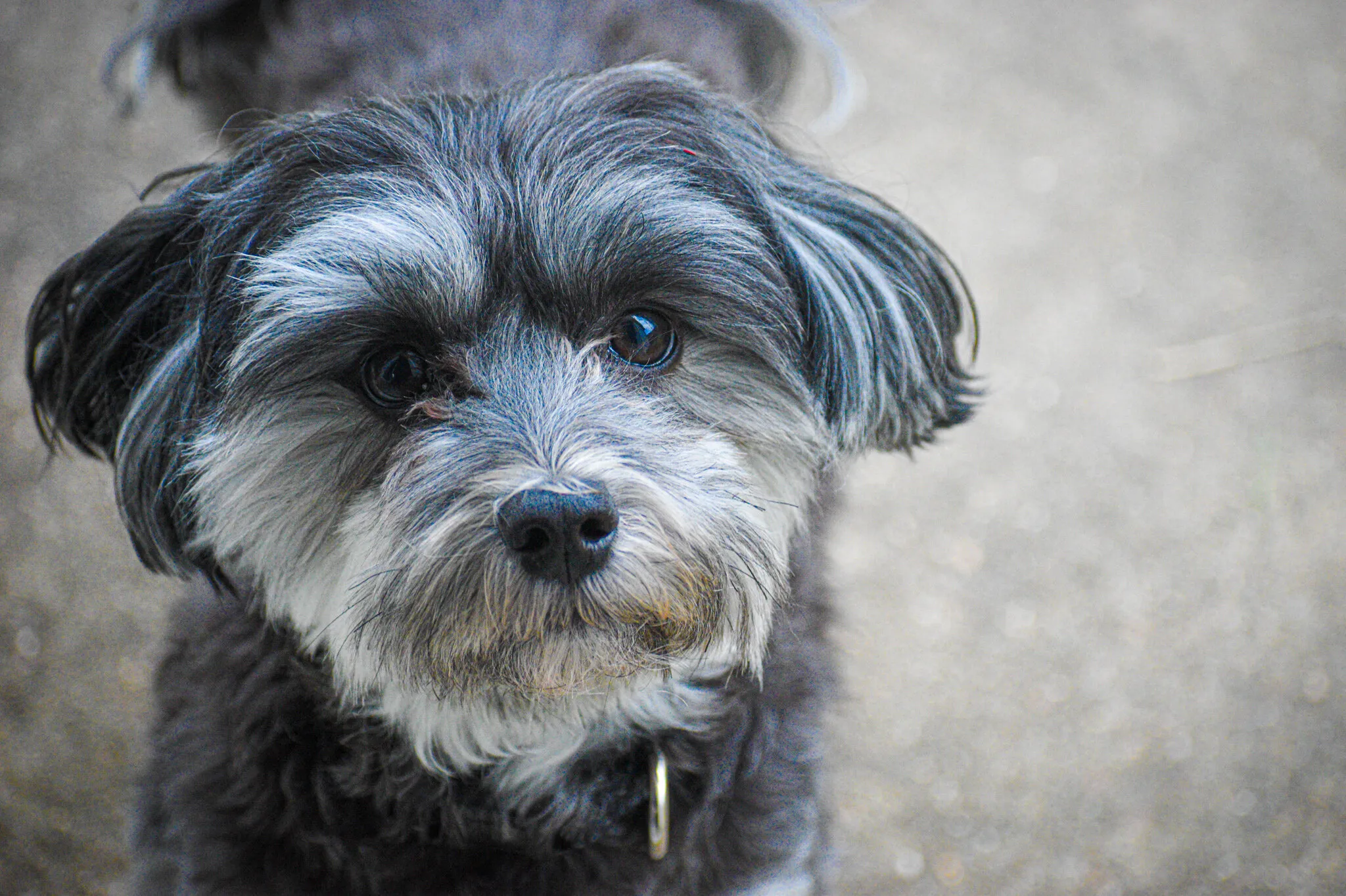 My dog Vinny