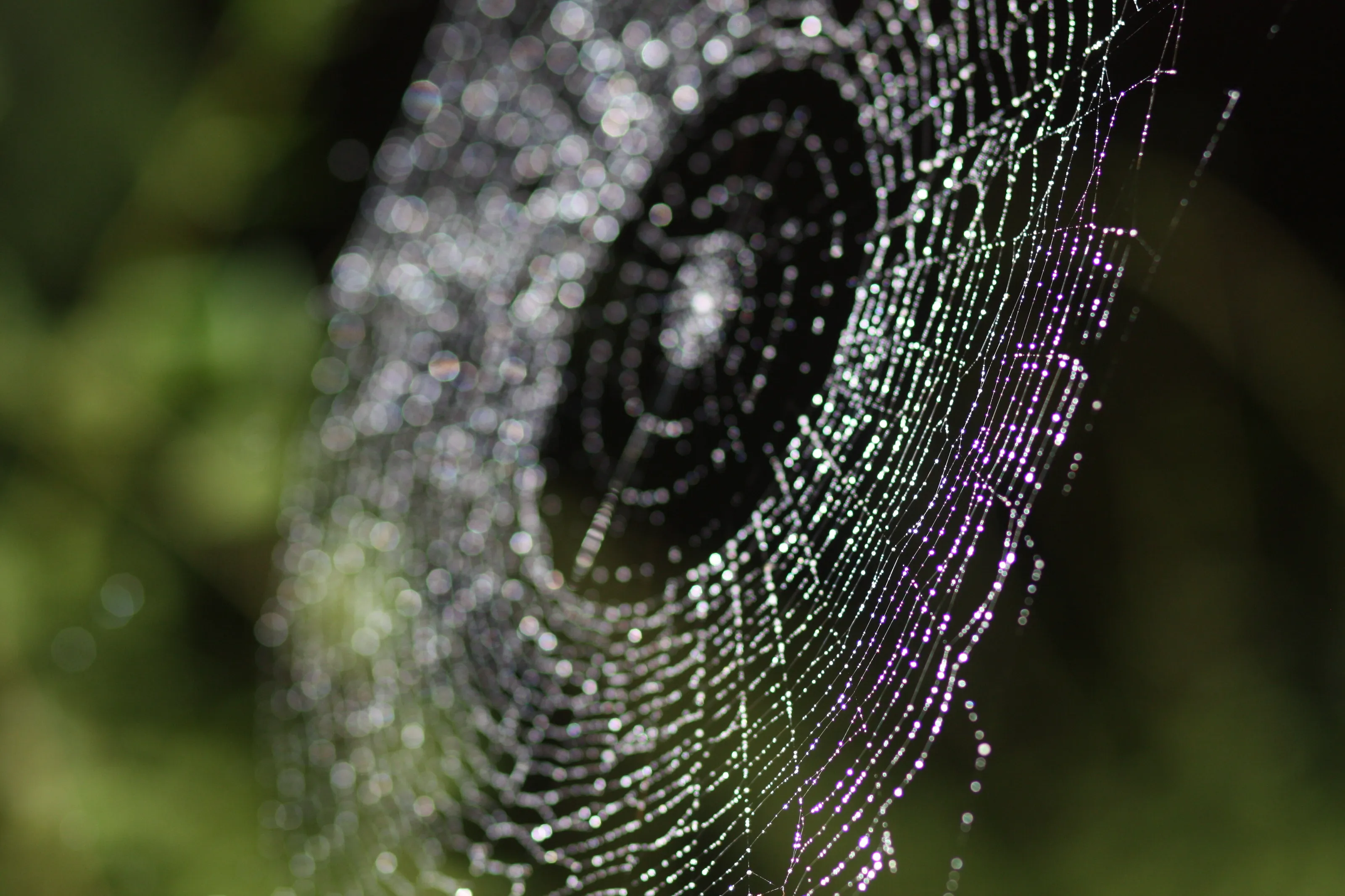 spiderweb