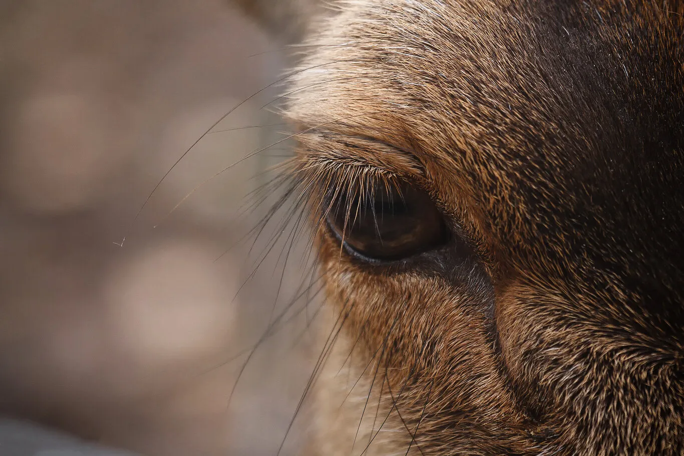Close Encounter of the Deer Kind