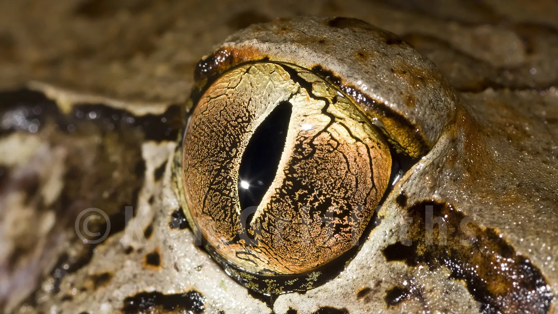 Giant Barred Frog
