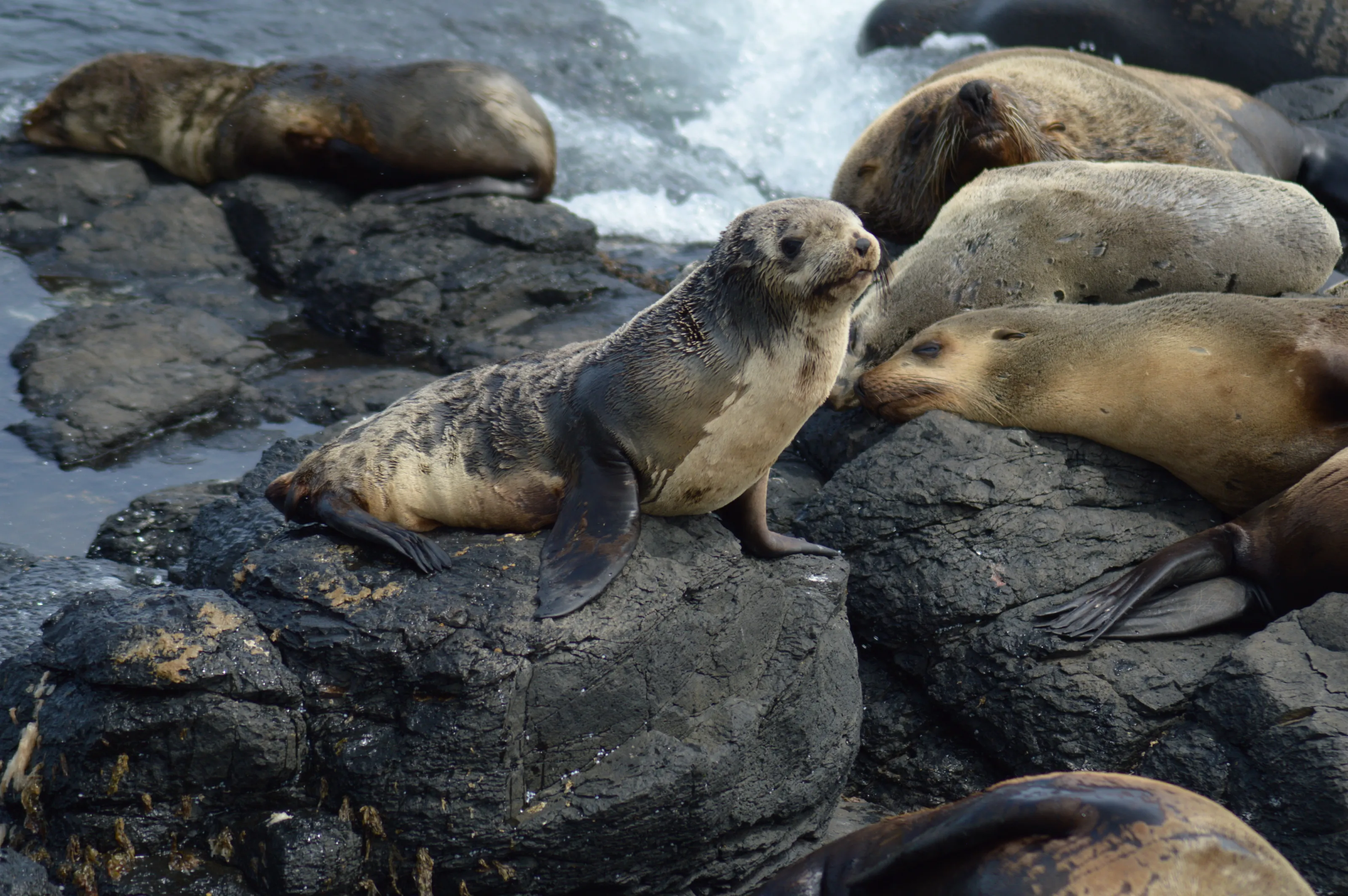Baby Seal
