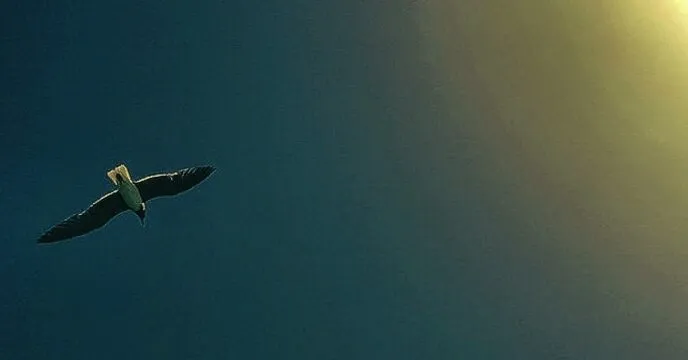 Banner image