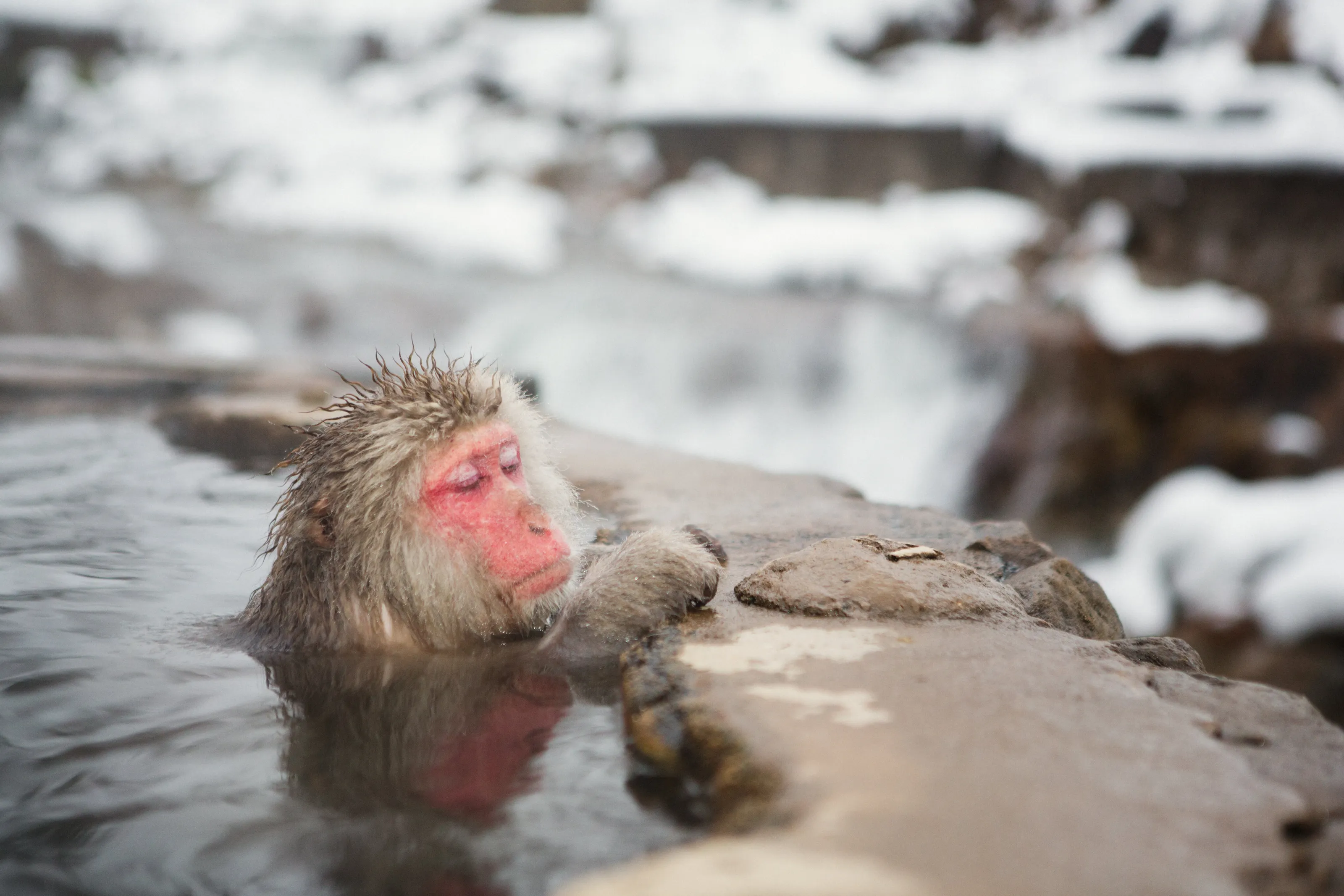 snow monkey