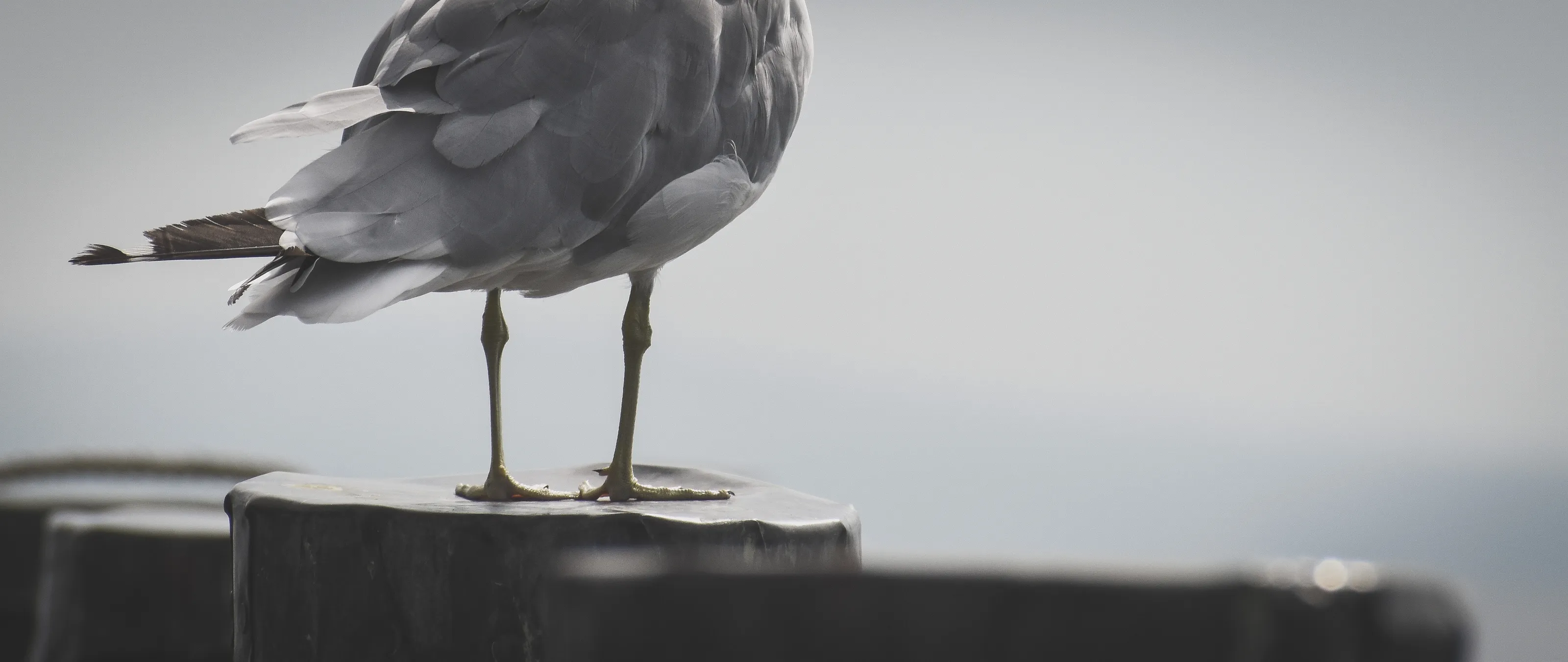 Seagull Feet