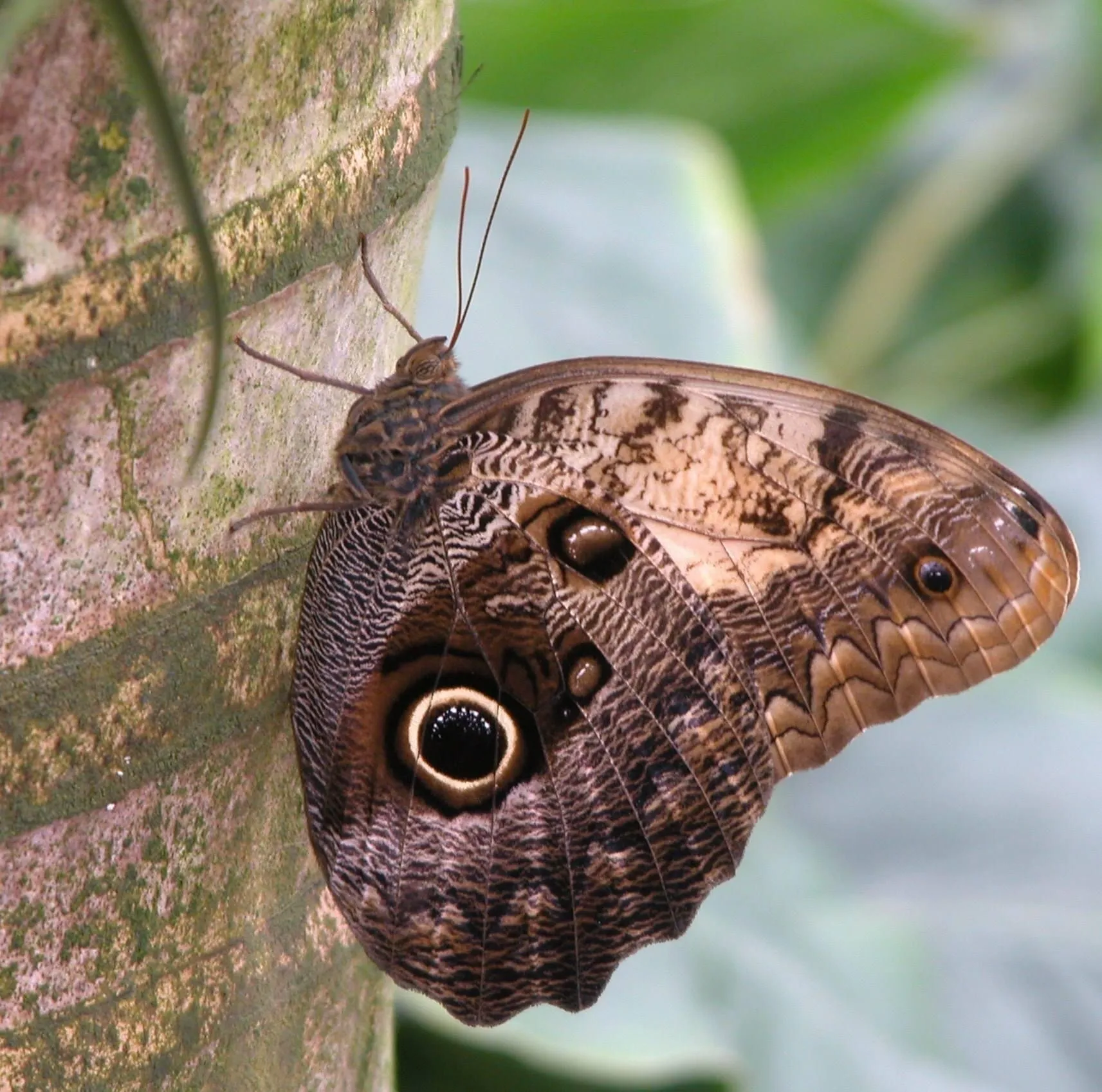 Tropical Butterfly at RHS Wisley