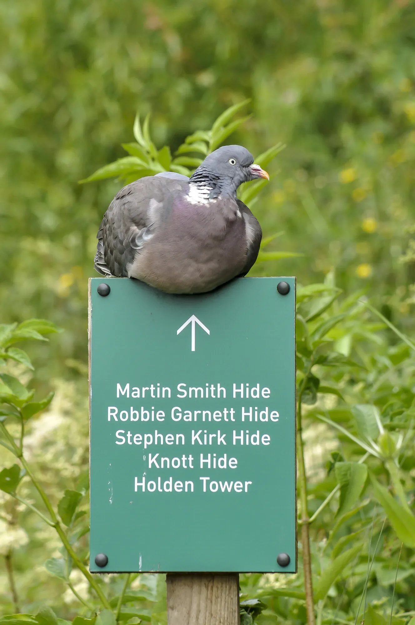 Pigeon Post