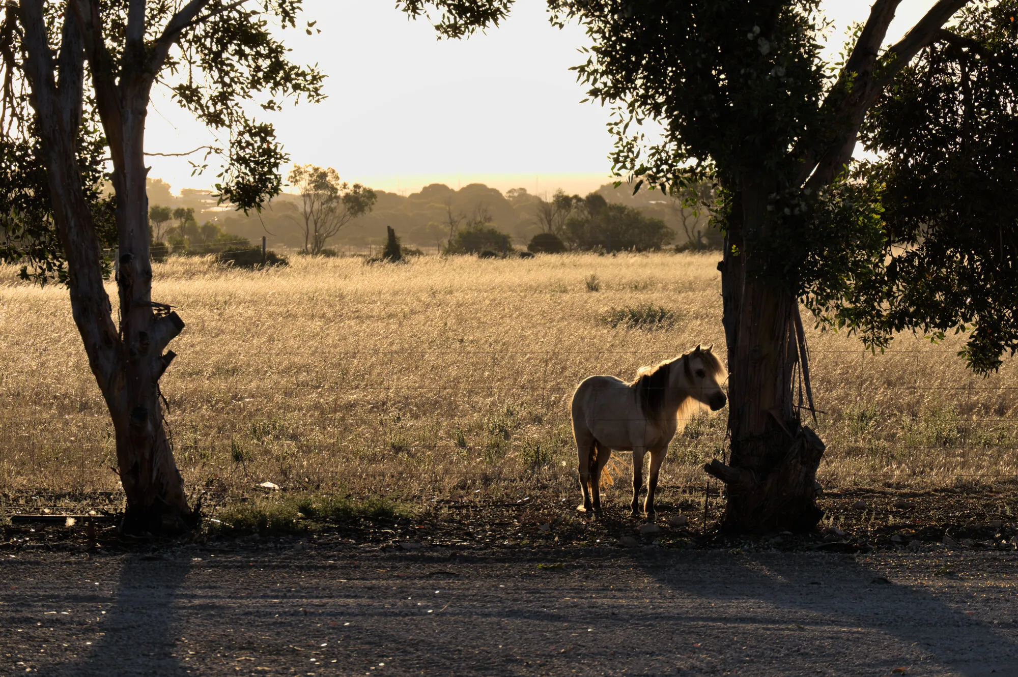 Horse against sunset