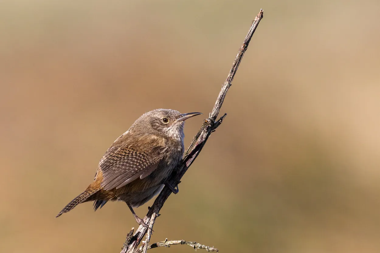 Entry 13302264