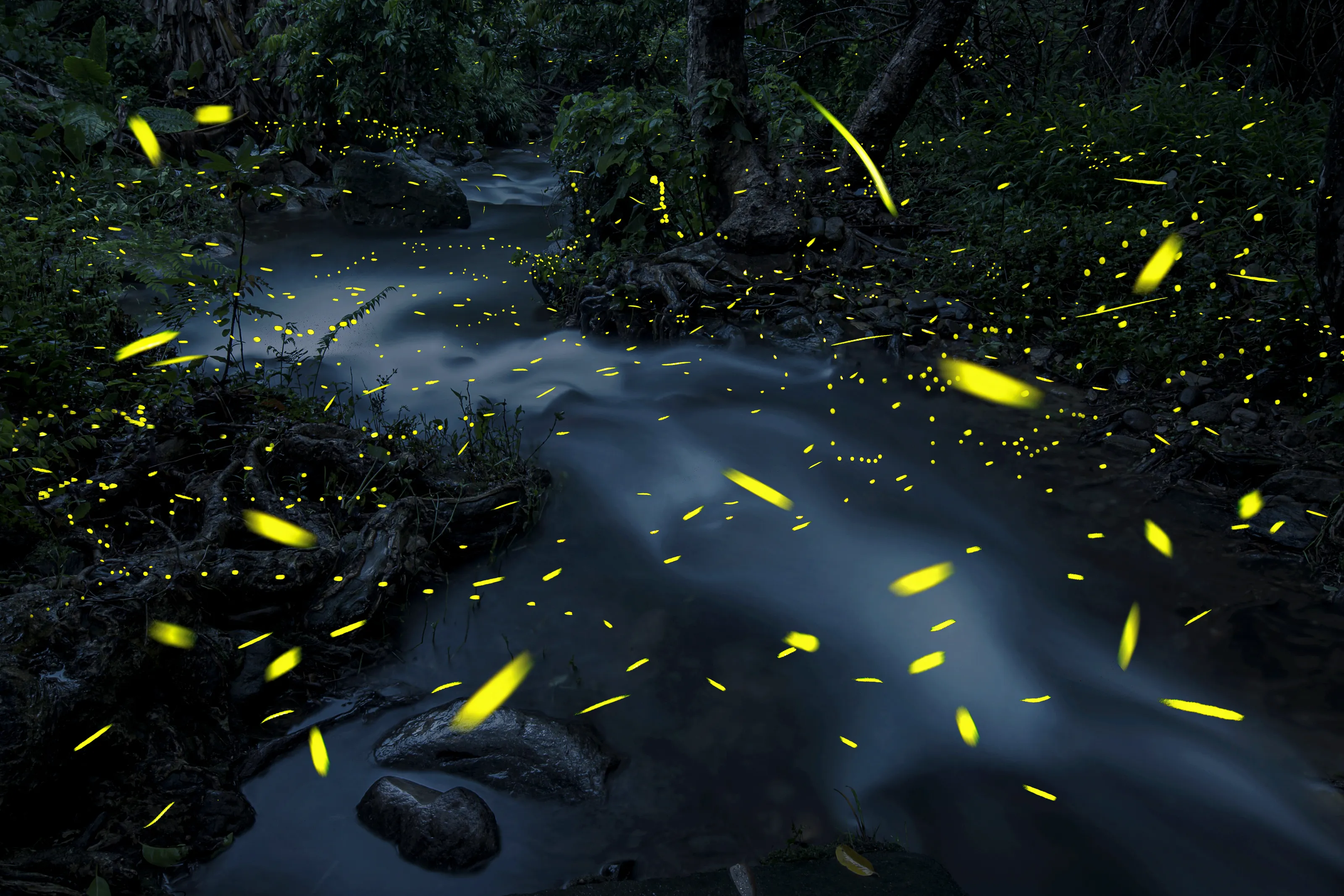 glowworm