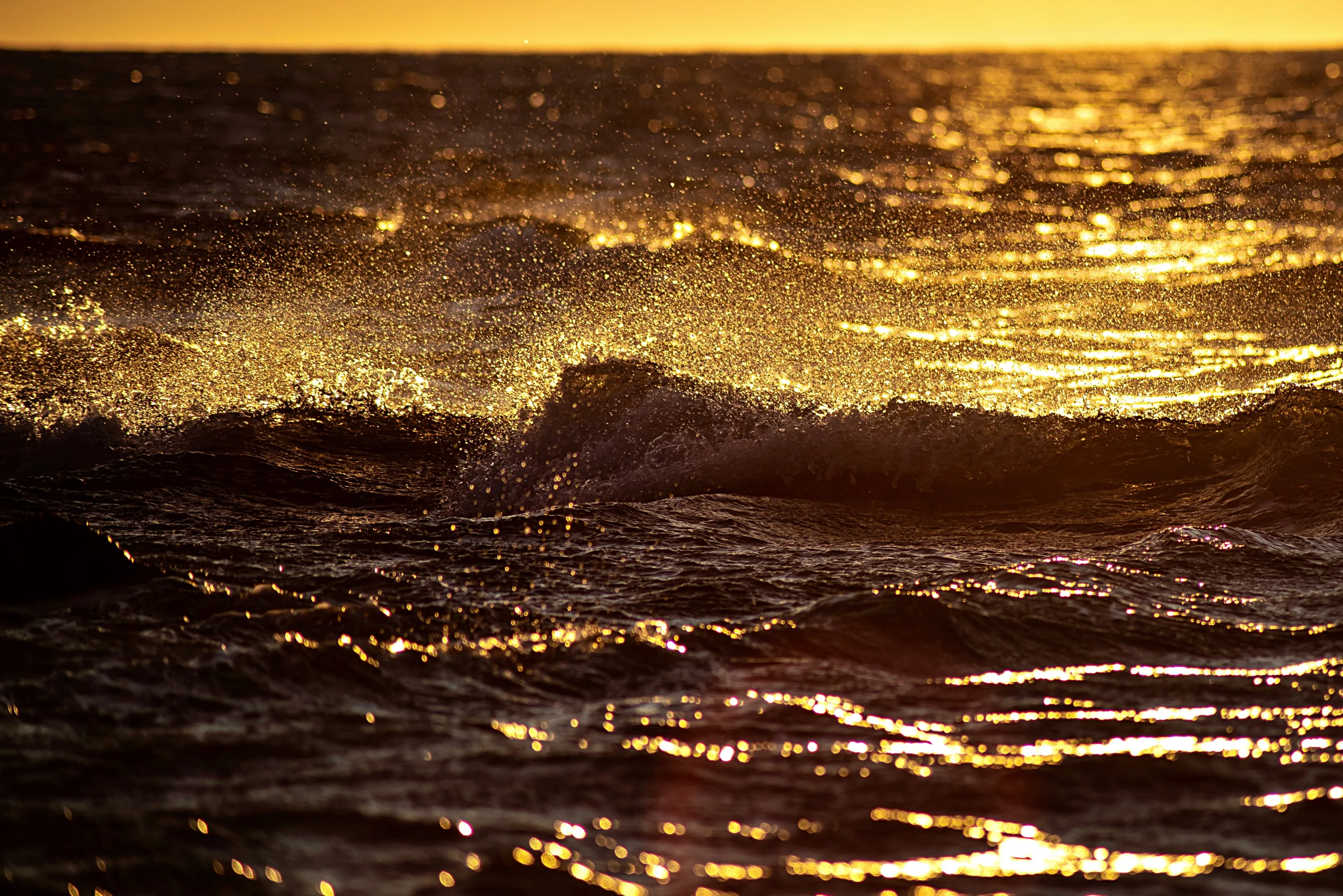 Golden Sea Spray