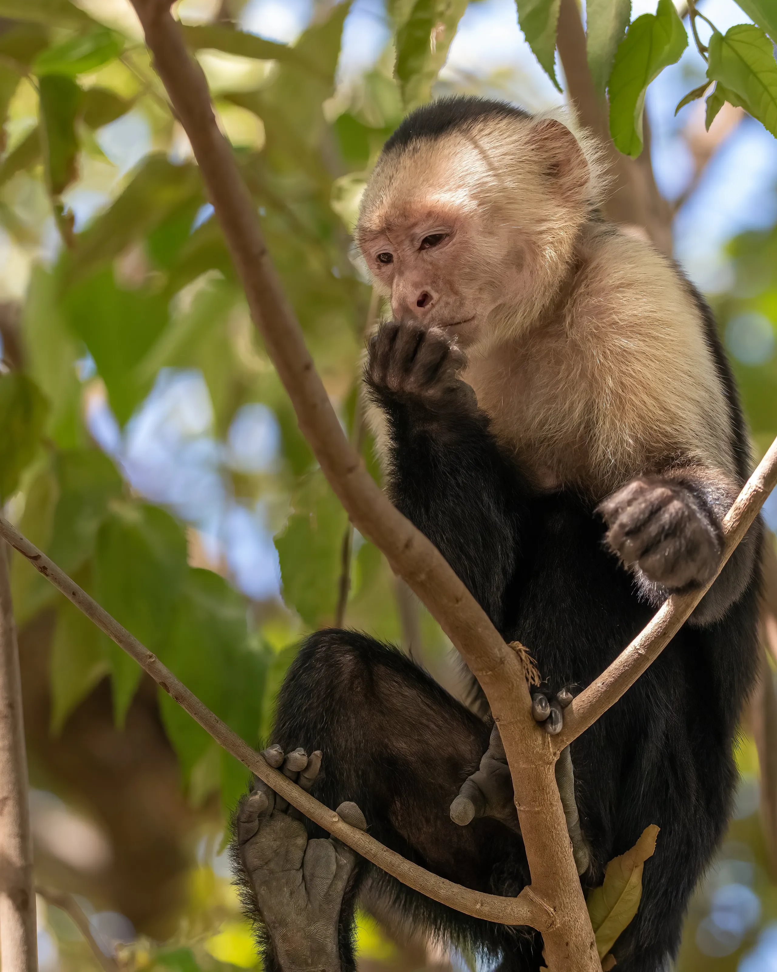 The Thinker