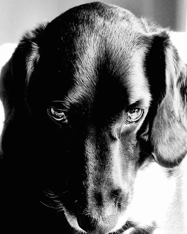 Milo