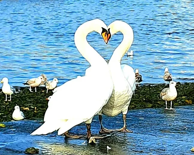 SWAN PDA