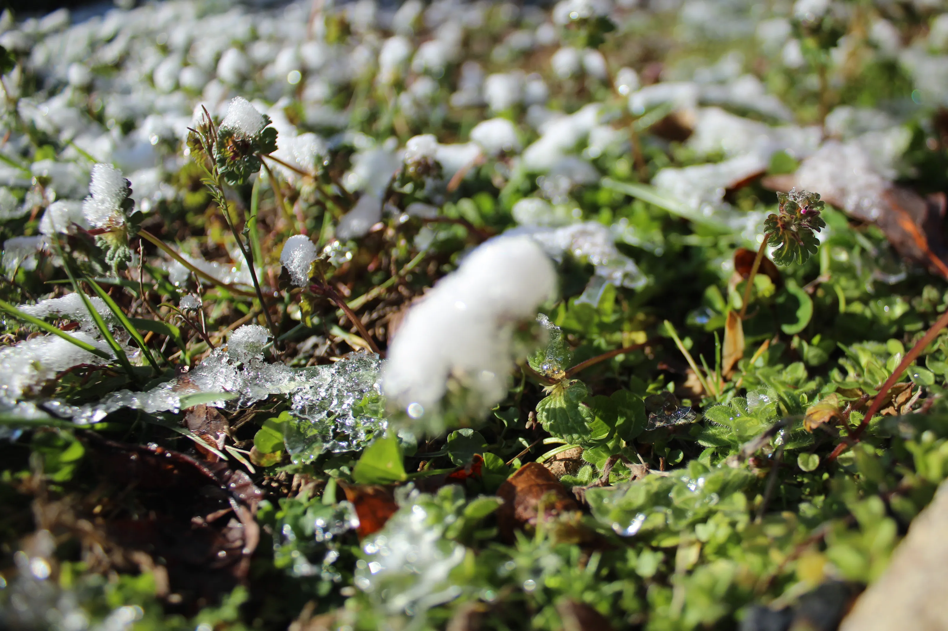 Cold Grass