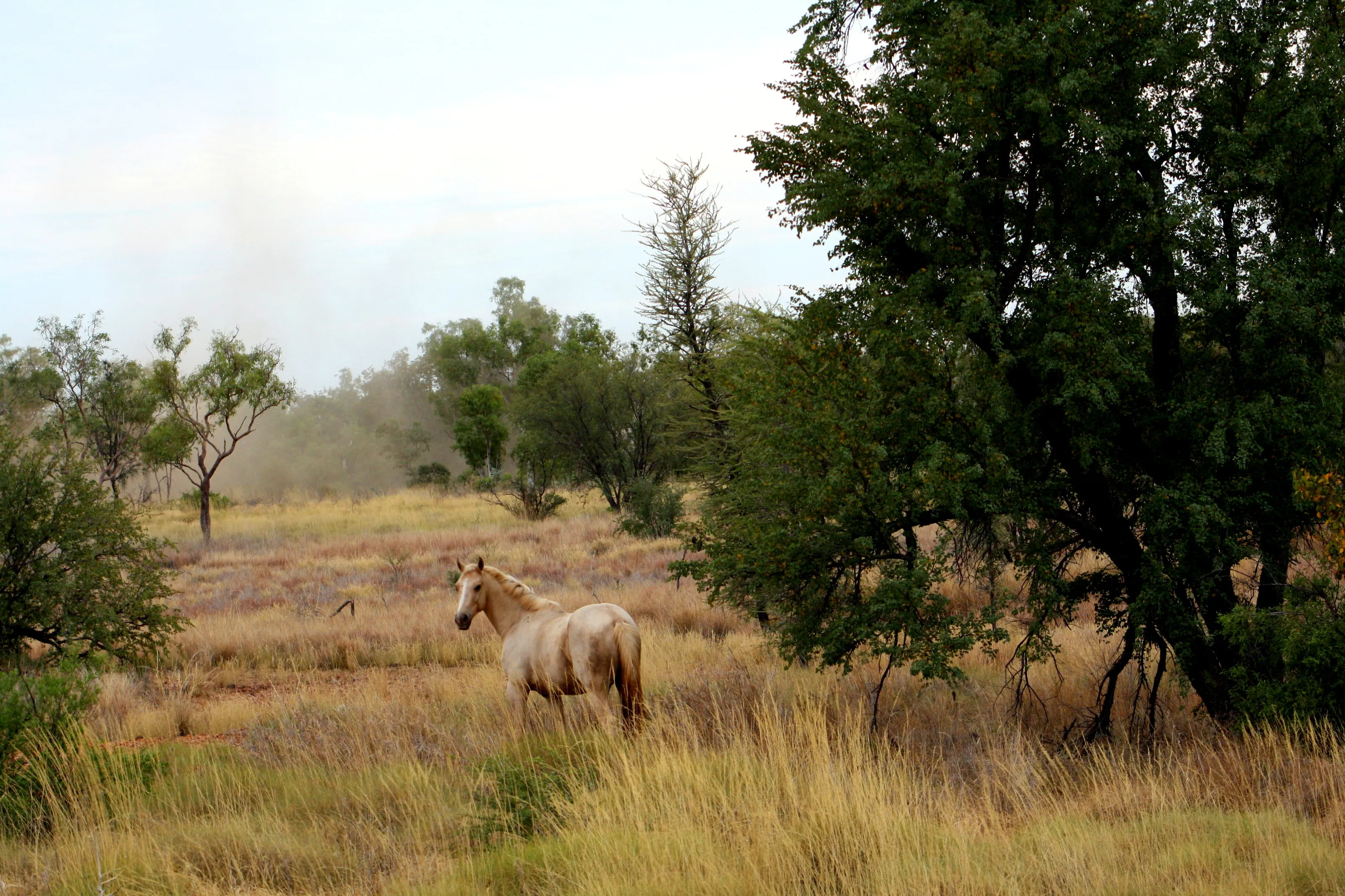Wild horse in the early hours
