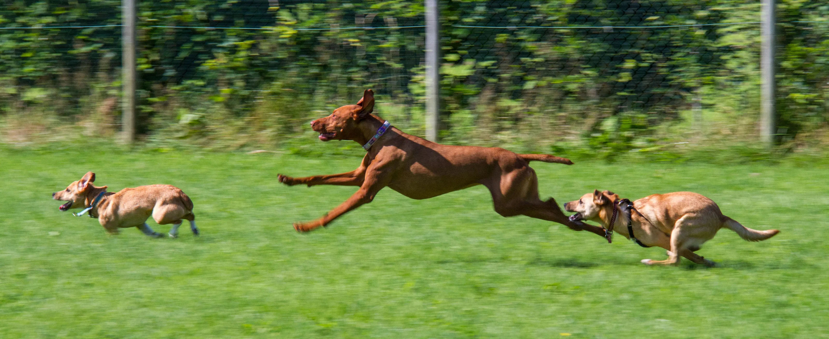 Dog park fun